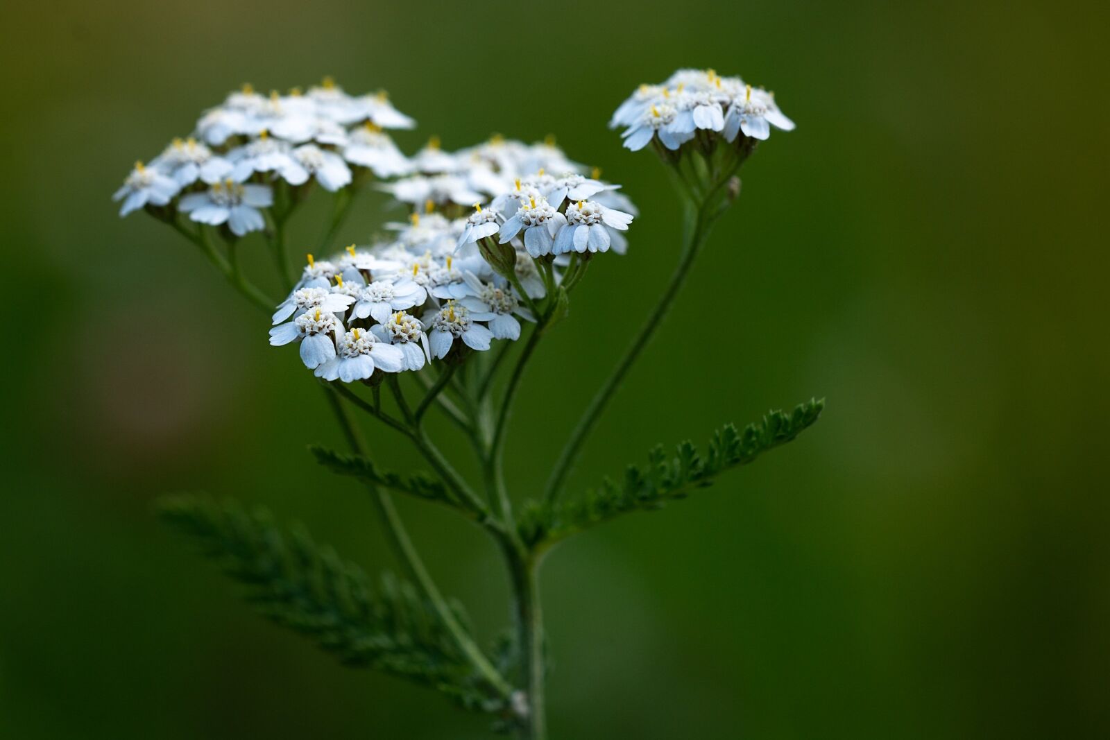 Nikon D7100 sample photo. Yarrow, plant, blossom photography