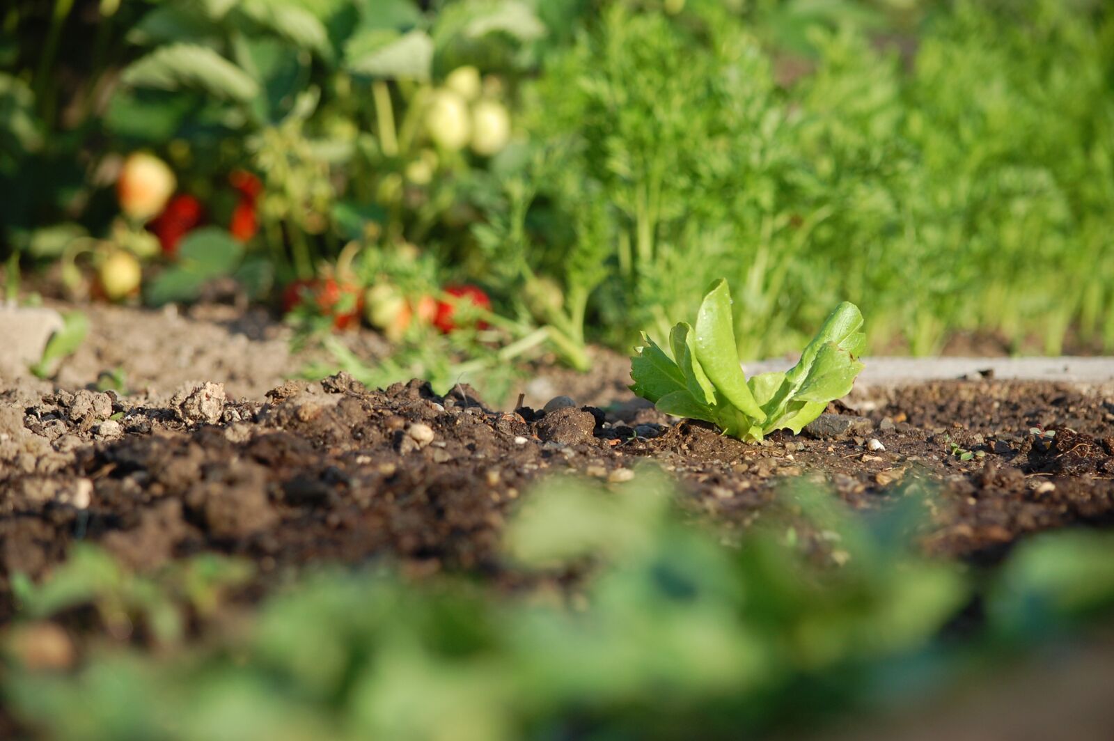 Nikon D40 sample photo. Salad, garden, strawberry photography