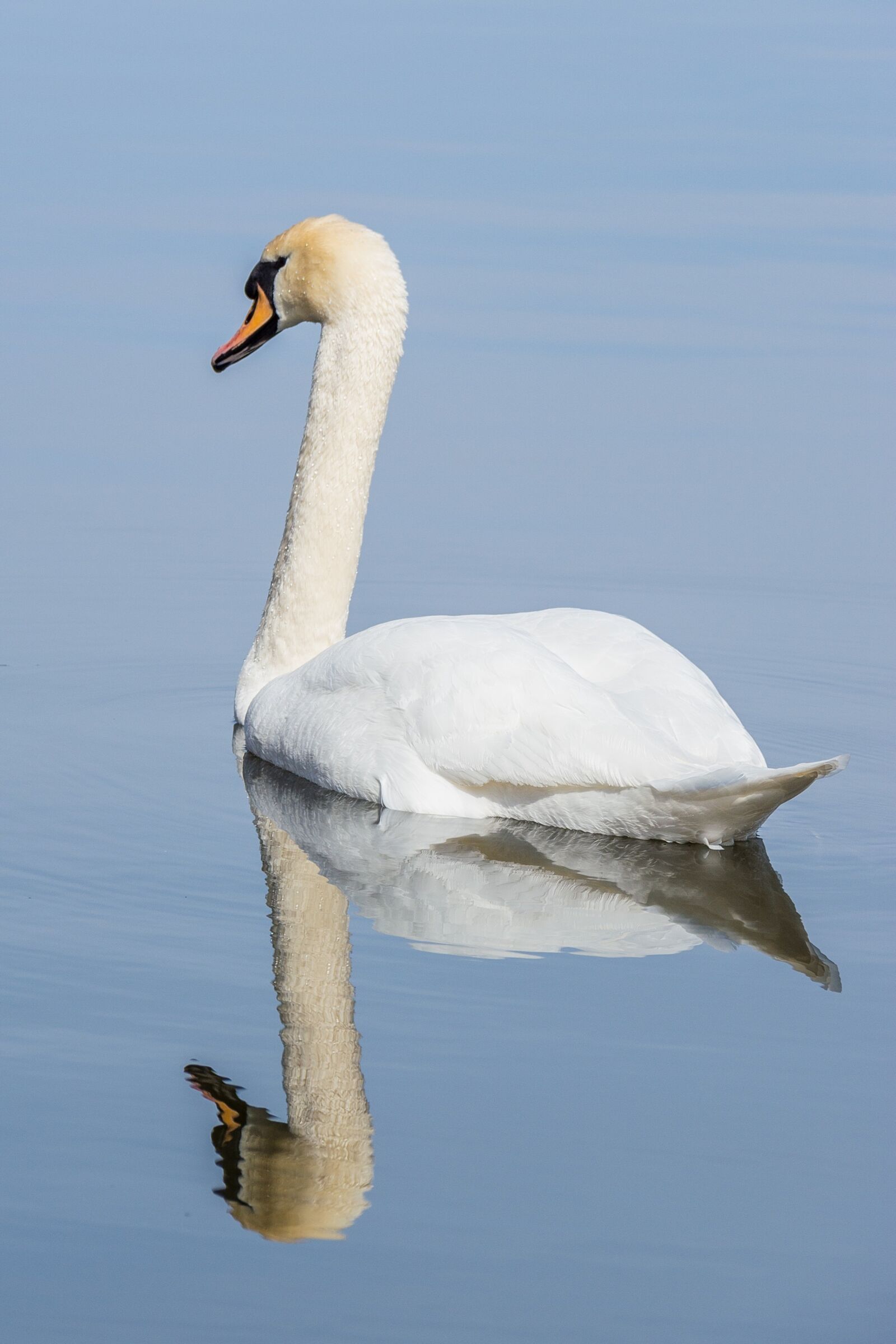 Nikon D5200 sample photo. Swan, water, bird photography