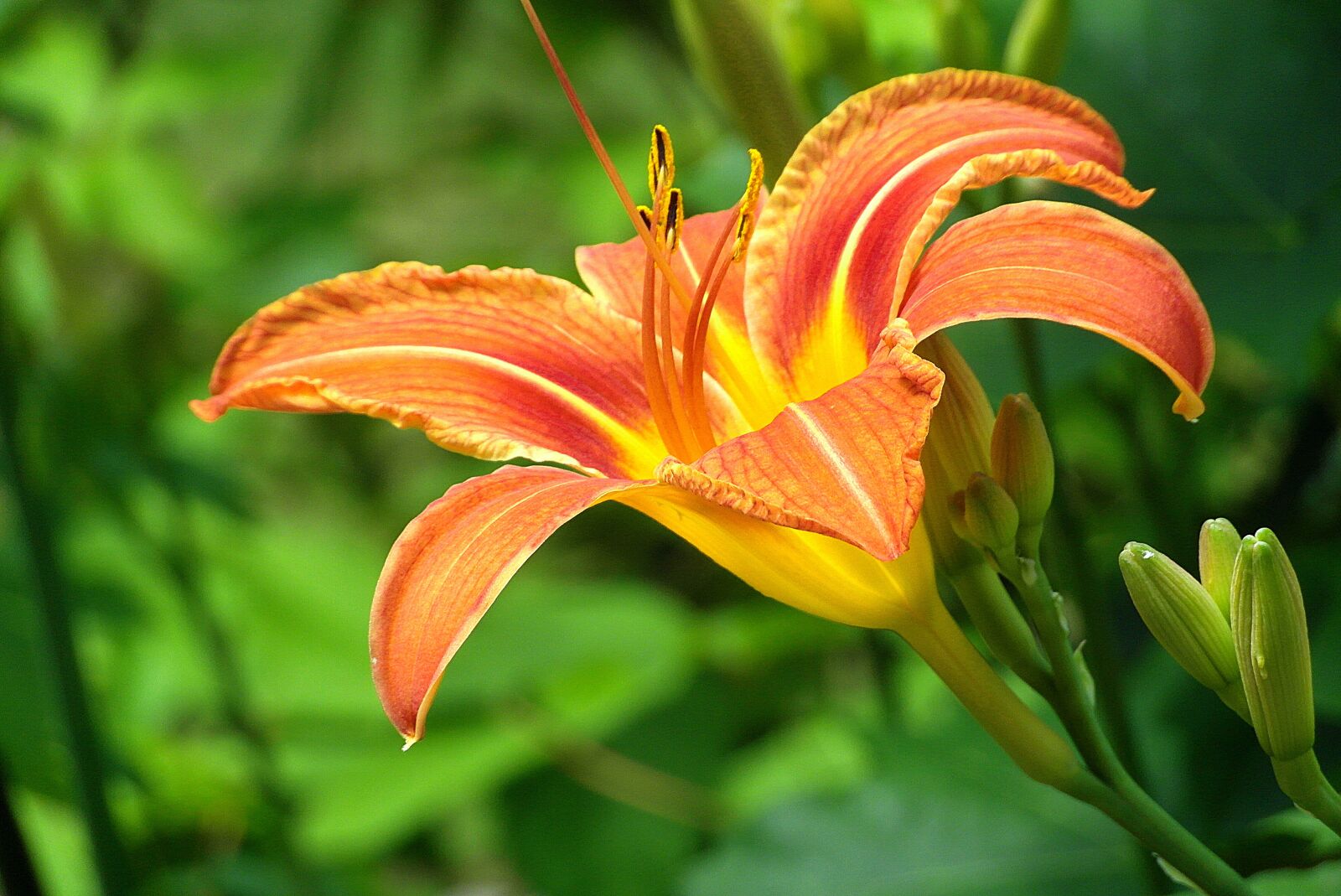 Samsung WB750 sample photo. Lily, flower, smolinosy photography