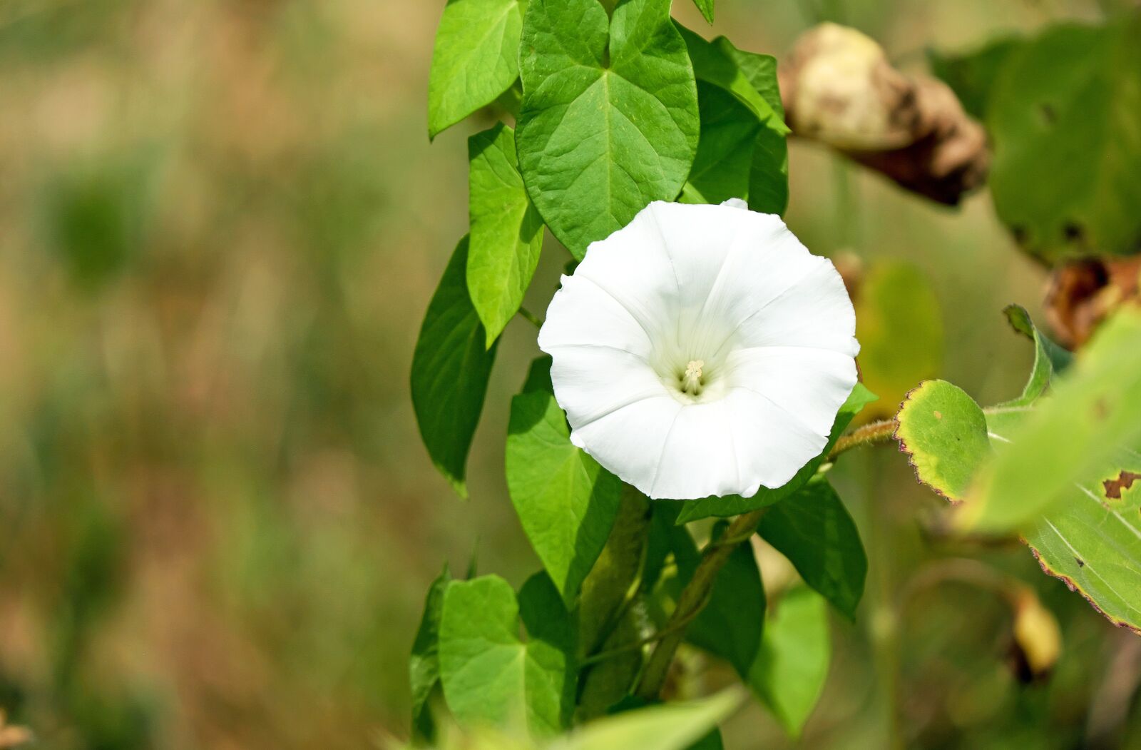 Fujifilm X-T10 + Fujifilm XC 50-230mm F4.5-6.7 OIS sample photo. Bindweed, weed, bloom photography