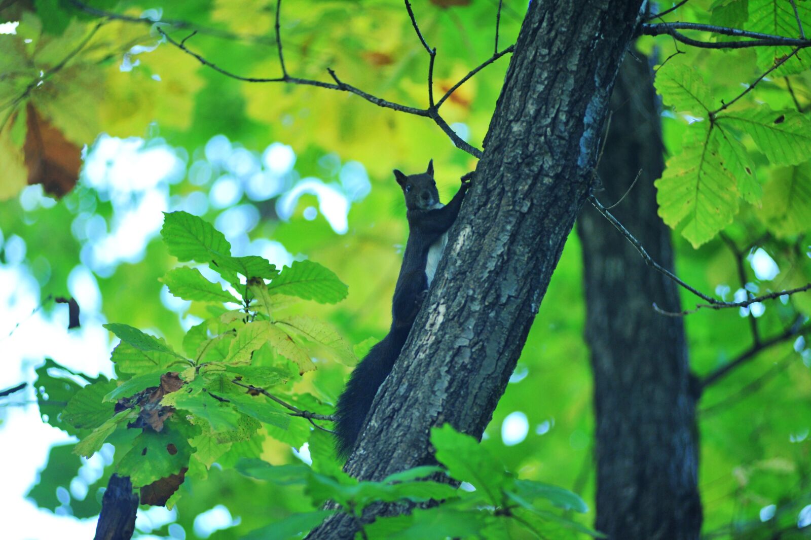 Nikon D700 sample photo. Squirrel, boots, forest photography