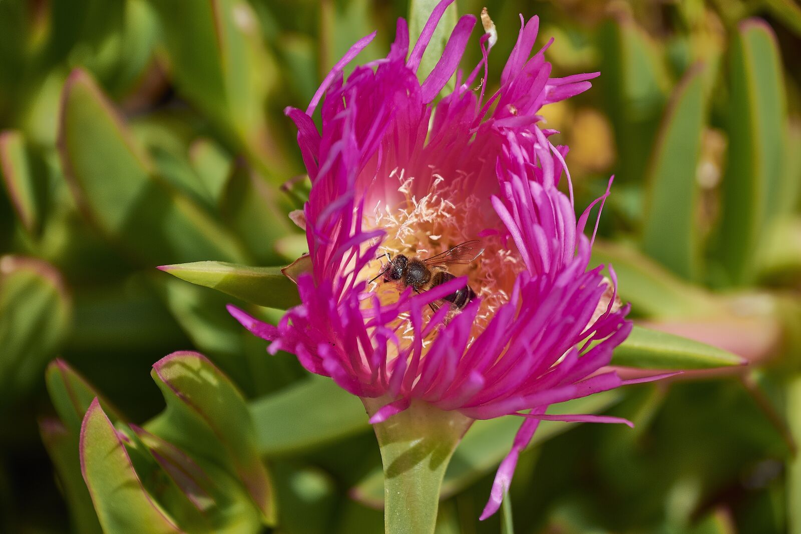 Nikon D7200 sample photo. Flower, garden, plant photography