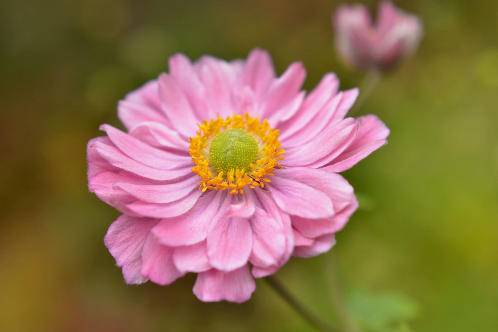 Nikon D7000 sample photo. Anemone japanese, anemone japonica photography