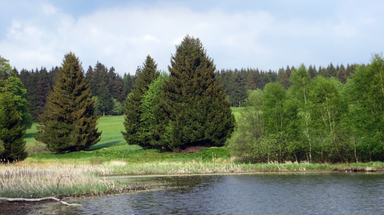 Canon PowerShot SX240 HS sample photo. Idyll, forest, conifers photography