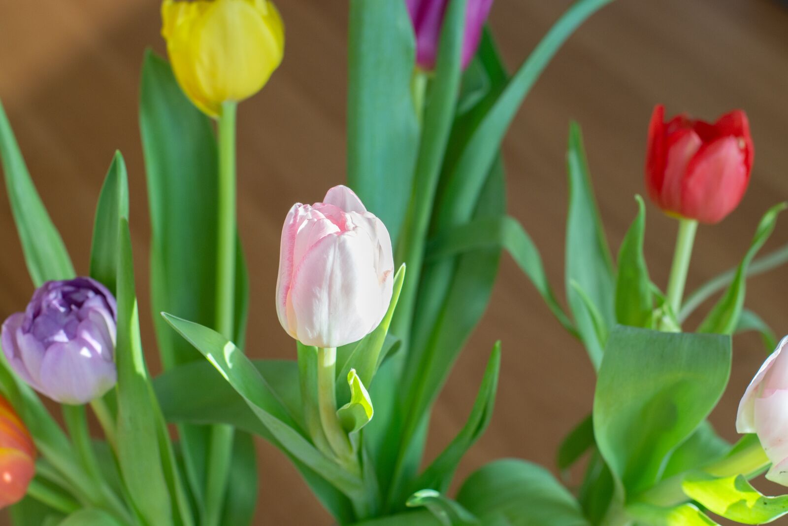 Nikon D7100 sample photo. Flowers, colorful, spring photography