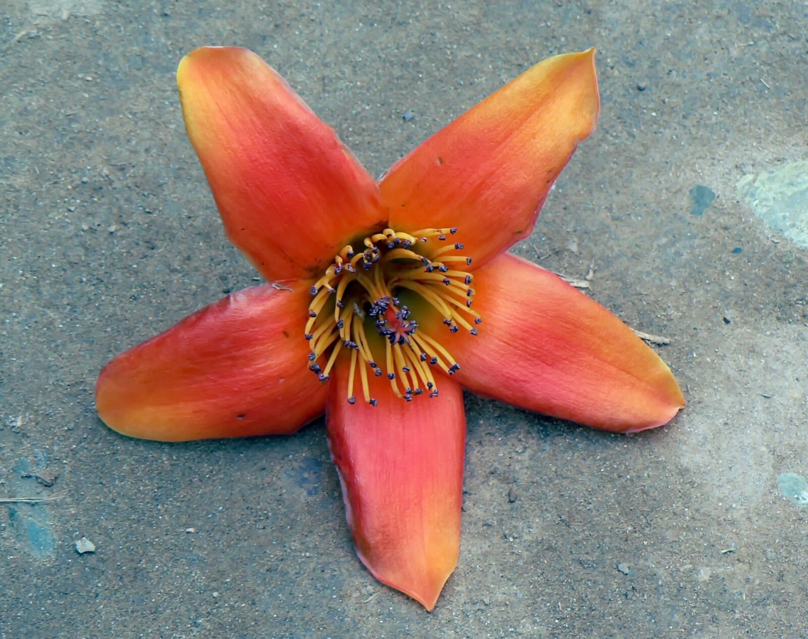 Panasonic DMC-FZ5 sample photo. Tulip tree, flower, petals photography