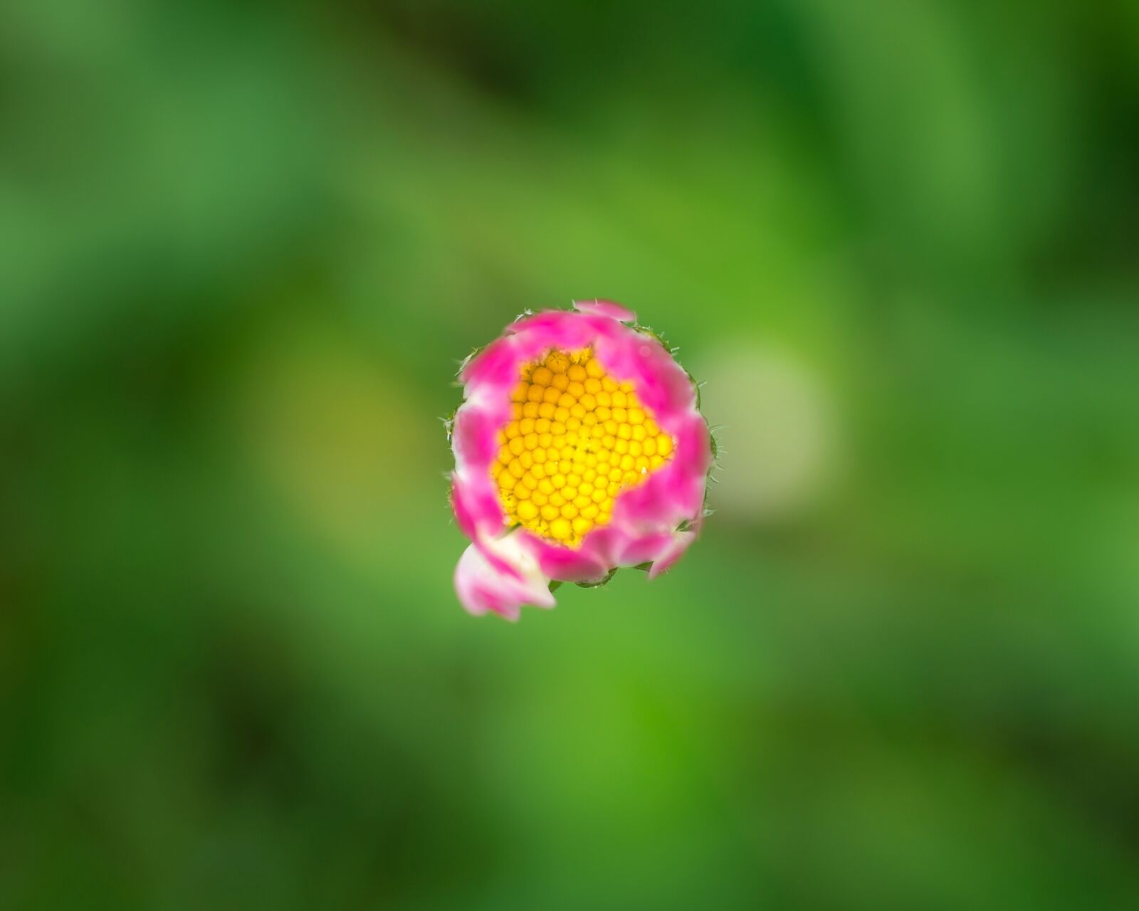 Samsung NX300M sample photo. Daisy, center, middle photography