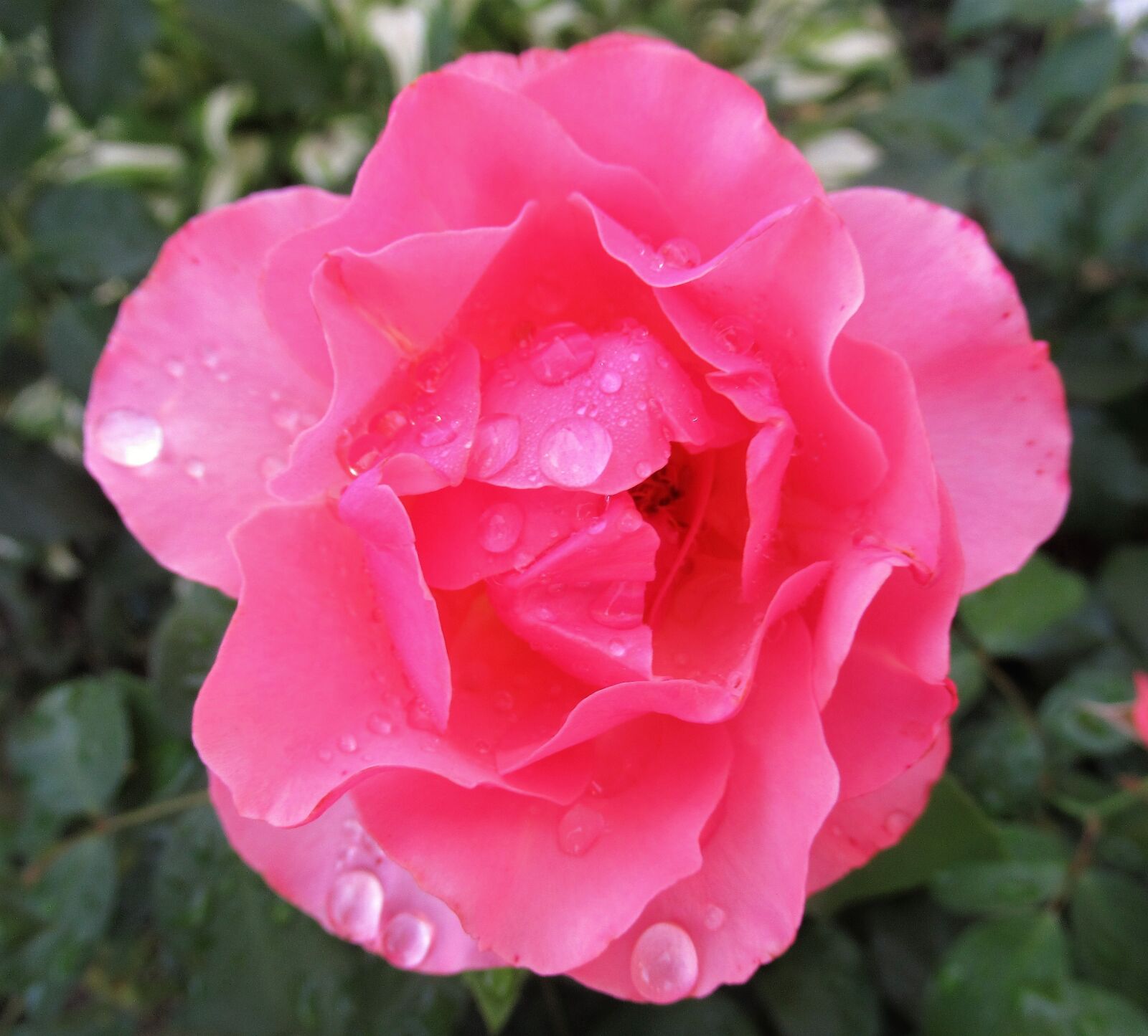 Canon PowerShot SX620 HS sample photo. Rose, raindrop, flower photography
