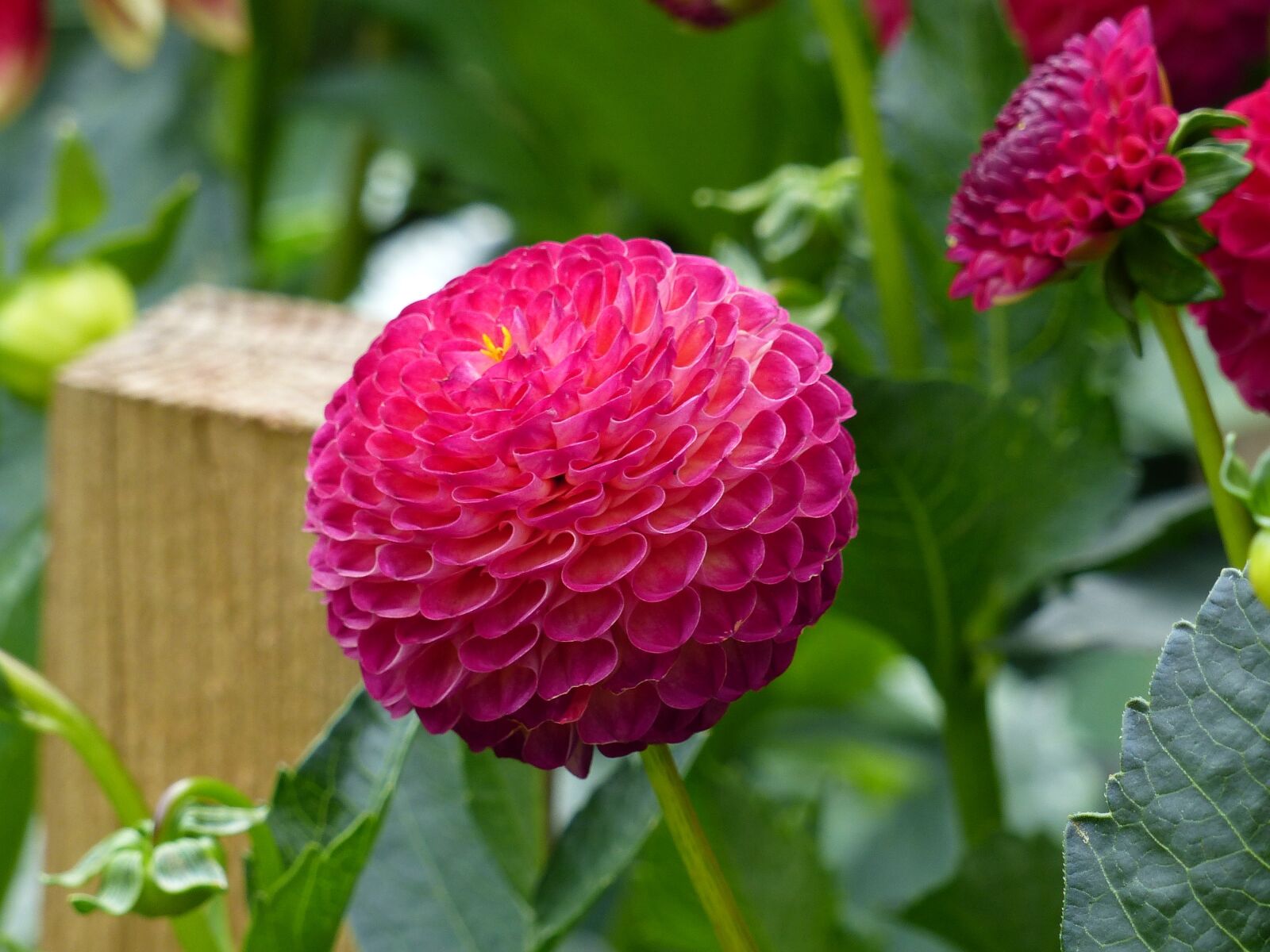 Panasonic Lumix DMC-FZ200 sample photo. Pompom, dahlia, flowers photography