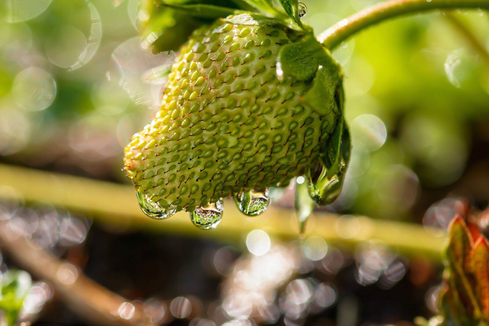 Nikon D7200 sample photo. Strawberry, bio, fruit photography