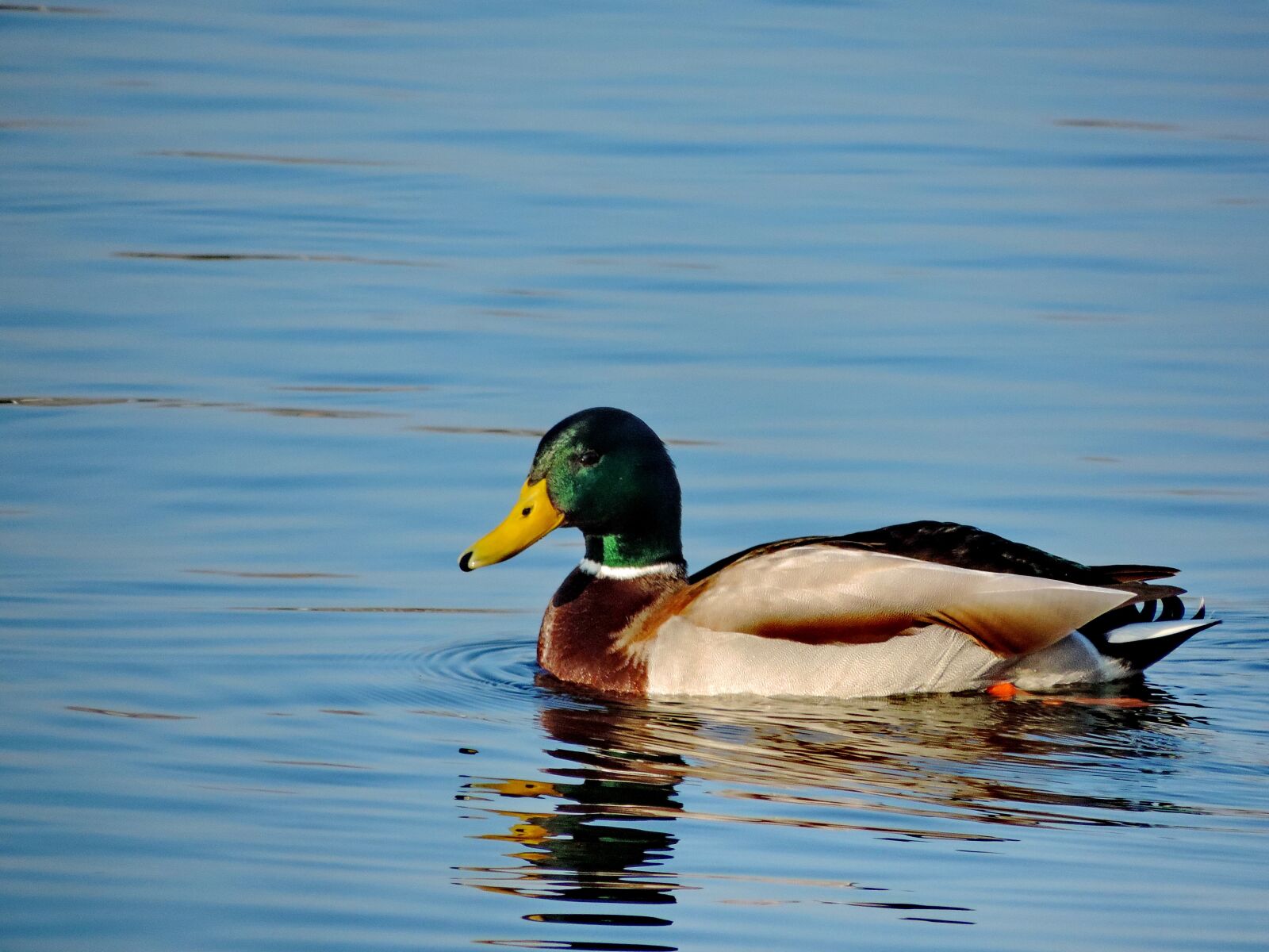 Nikon Coolpix P520 sample photo. Duck, lake, wildlife, feather photography