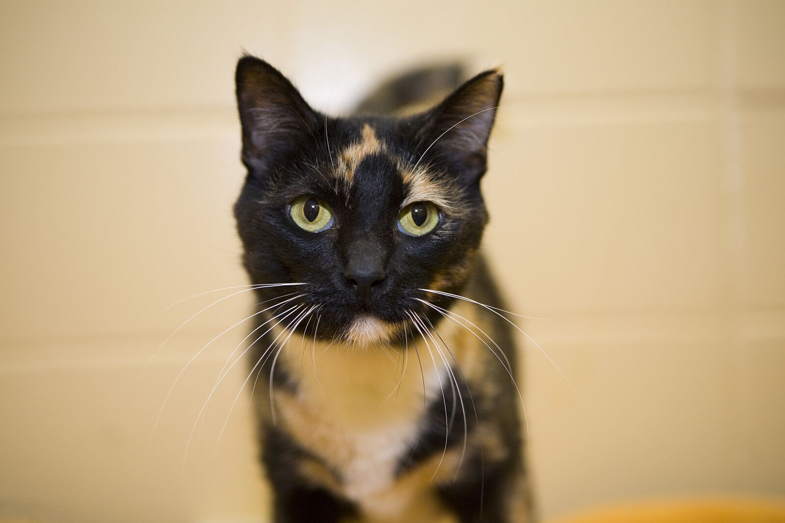 Canon EOS 5D sample photo. Cat, cute, portrait photography