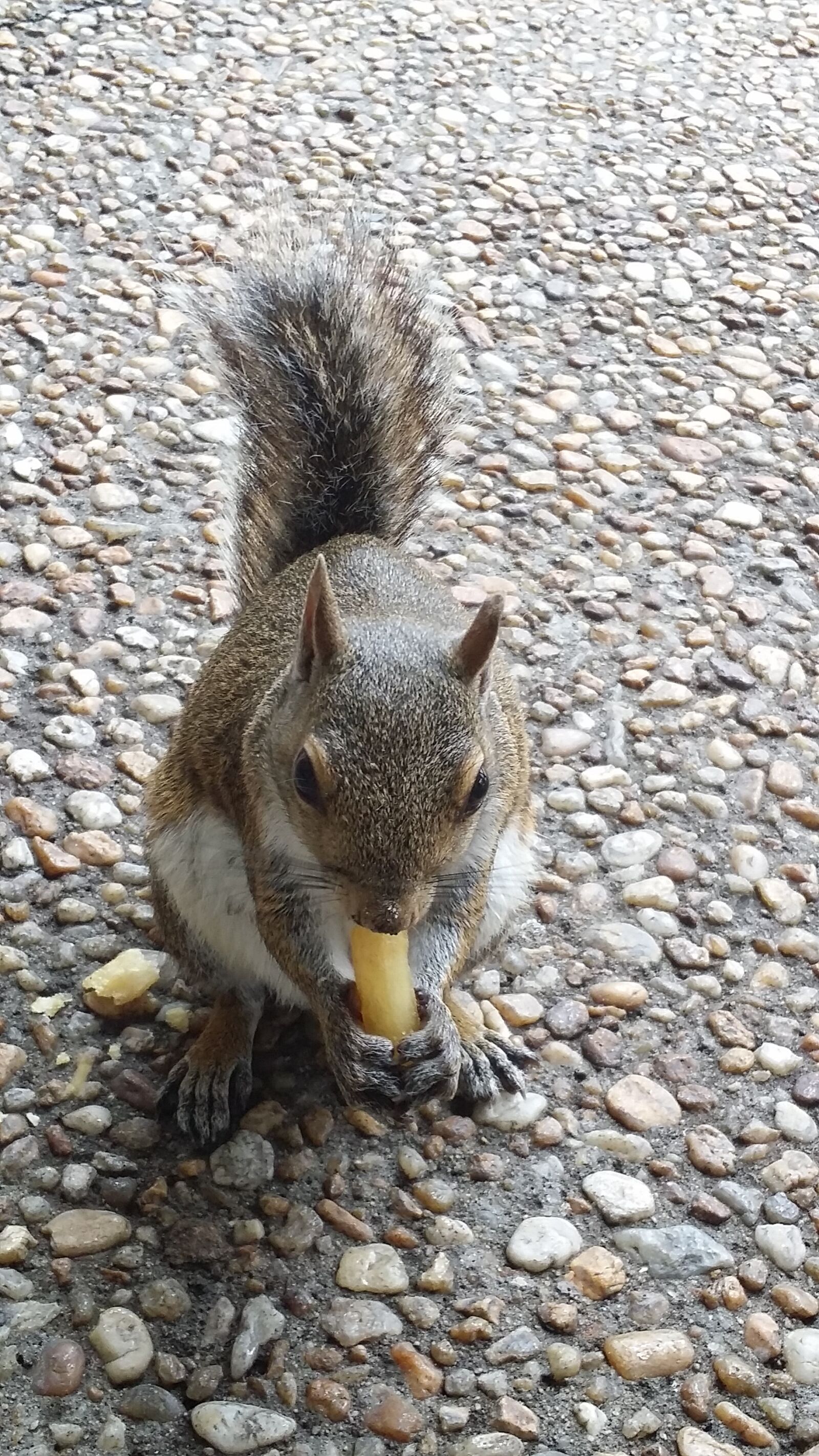 Samsung Galaxy S4 sample photo. Squirrel, nature, food photography