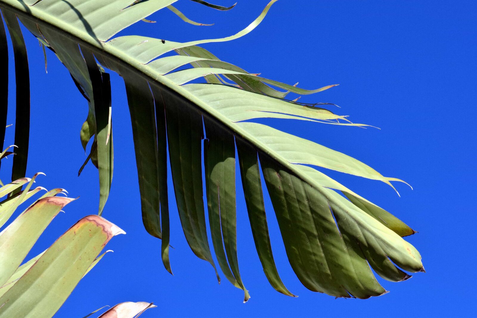 Nikon D3300 sample photo. Nature, texture, sky, herb photography