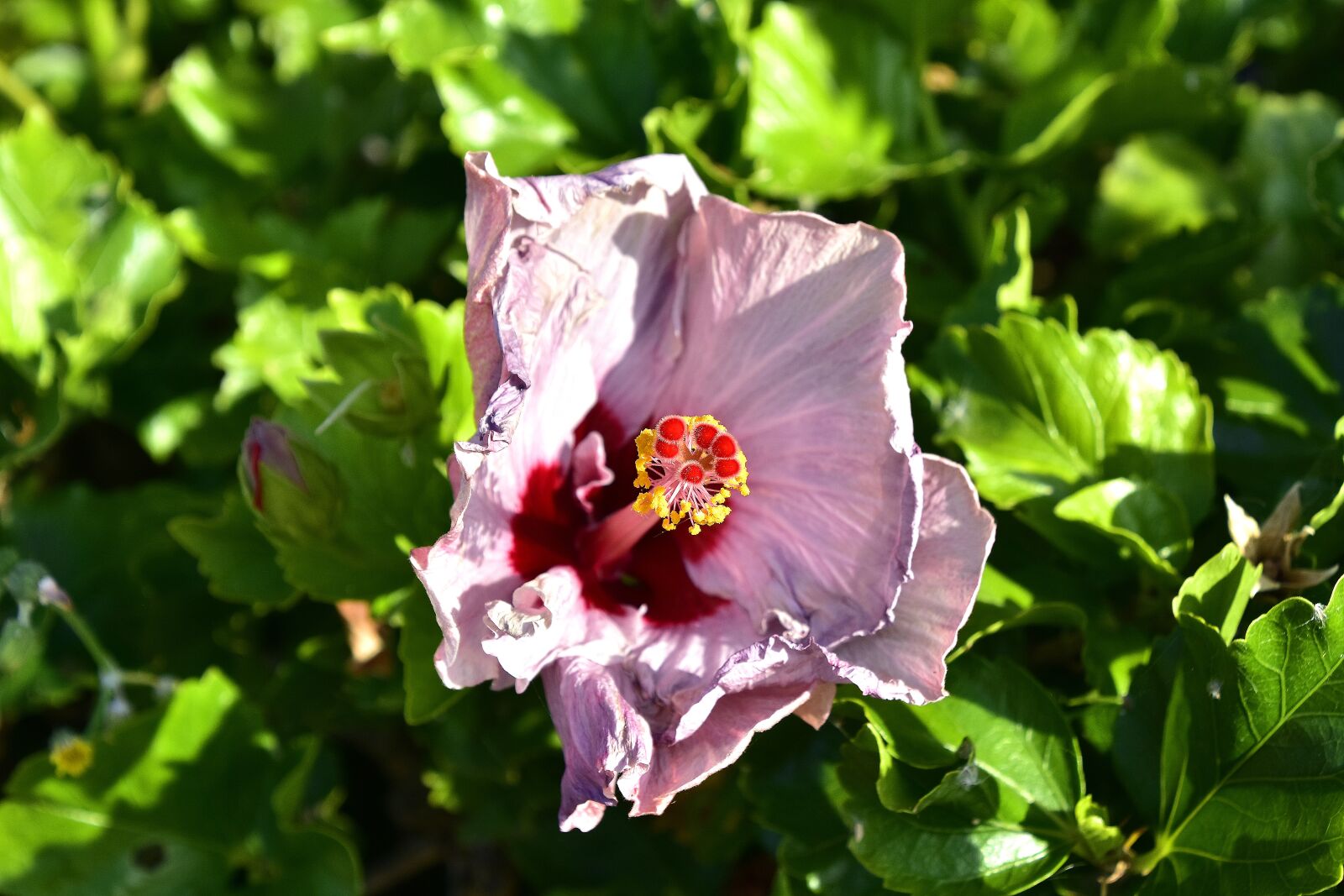 Nikon D7200 sample photo. Flowers, garden, nature photography