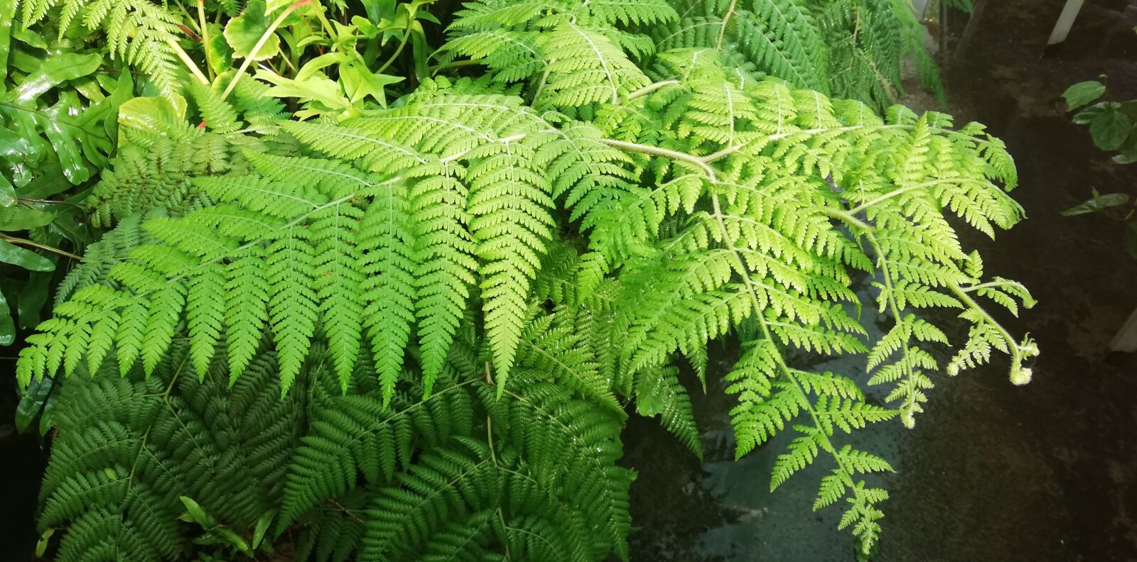 HUAWEI P20 lite sample photo. Plant, fern, nature photography