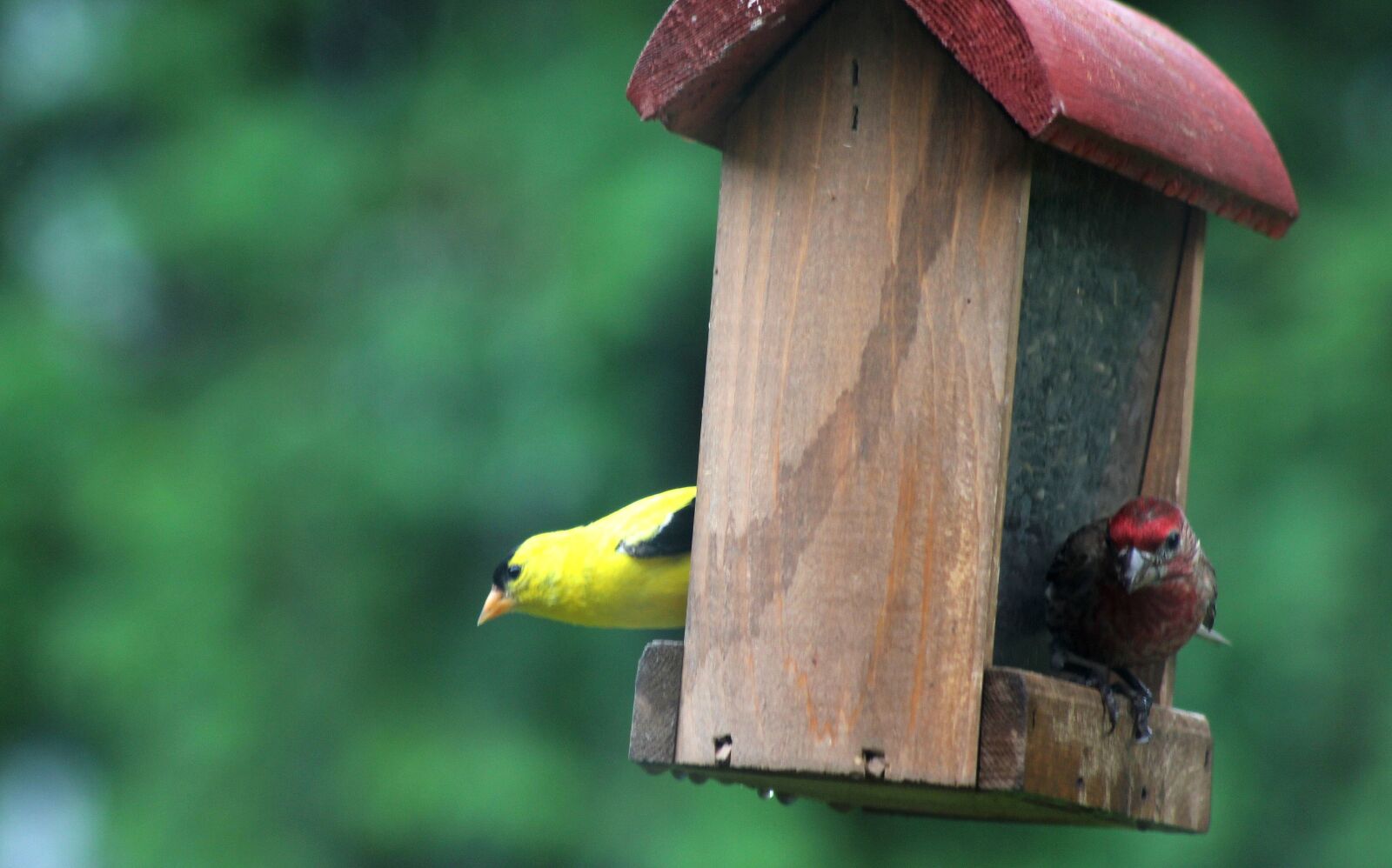 Canon EOS 550D (EOS Rebel T2i / EOS Kiss X4) sample photo. Birds, finch, yellow photography