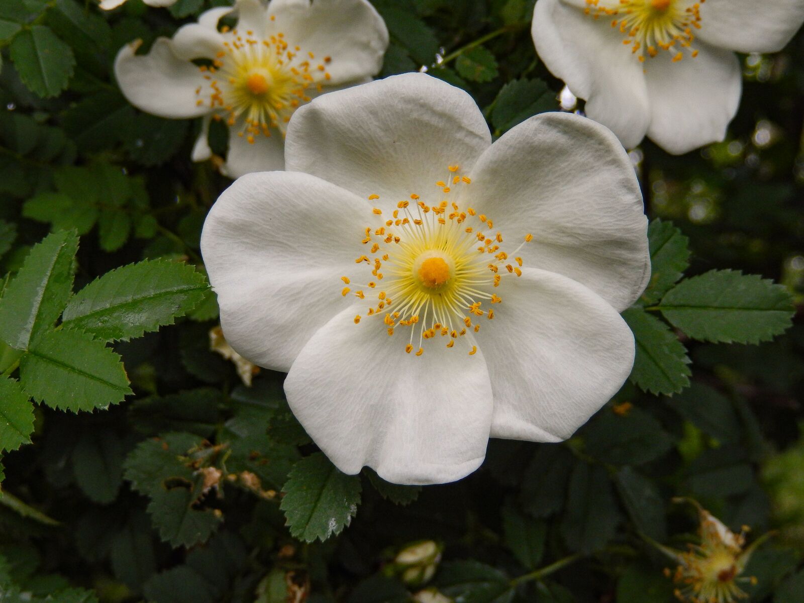 Nikon Coolpix S9500 sample photo. Wild rose, pink corymbifera photography