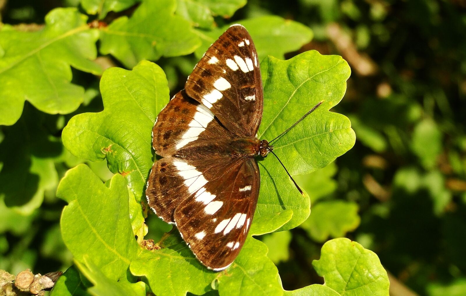 Sony Cyber-shot DSC-HX1 sample photo. Nature, butterfly day, at photography