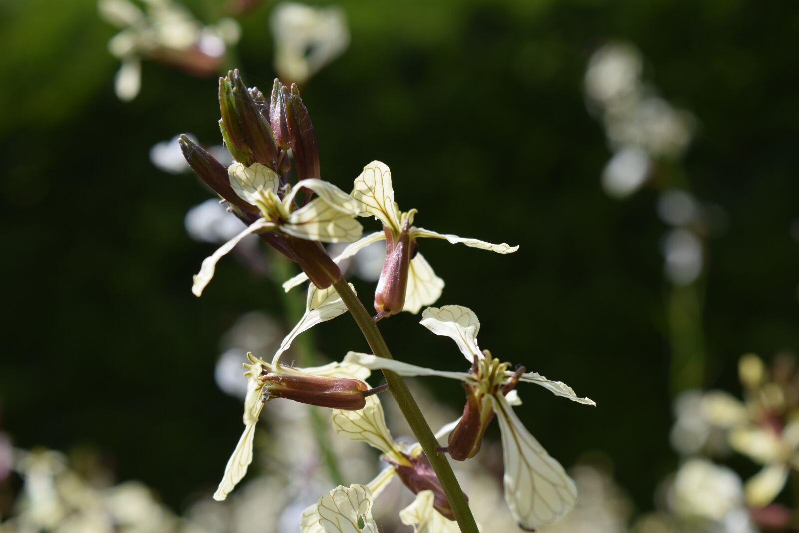 Nikon D3300 sample photo. Rocket, rucola bloom, close photography