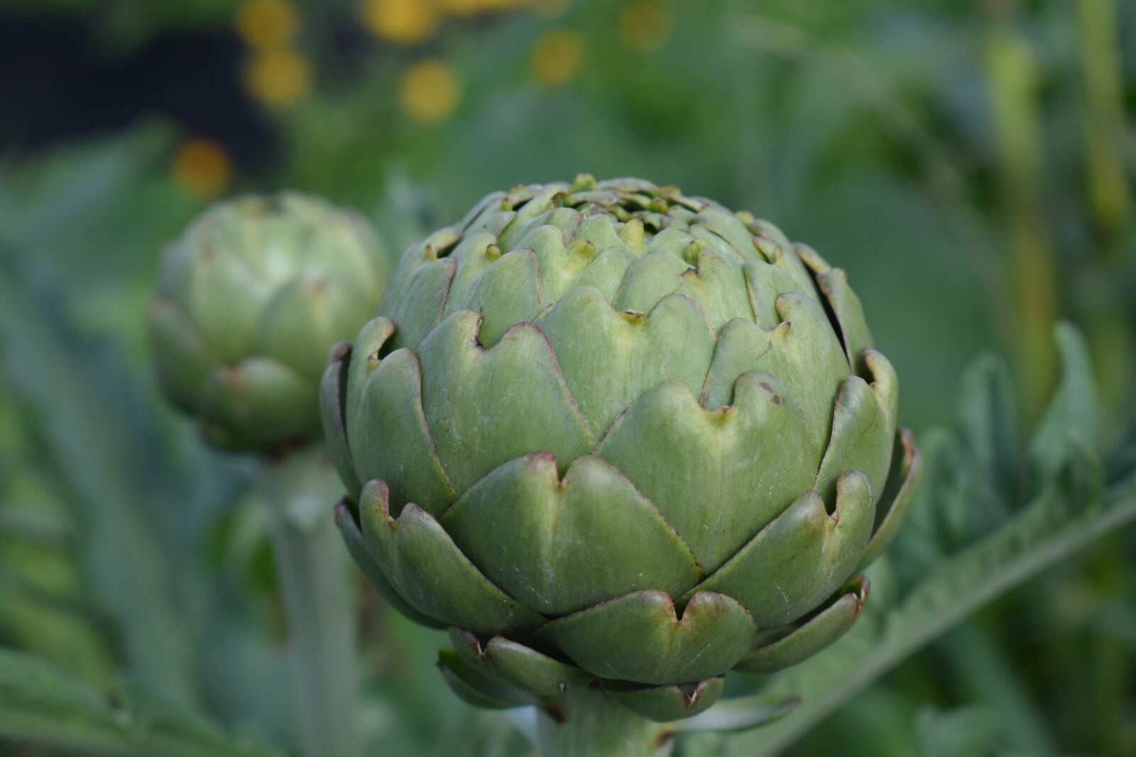 Nikon D3300 sample photo. Artichoke, cultivation, grow photography