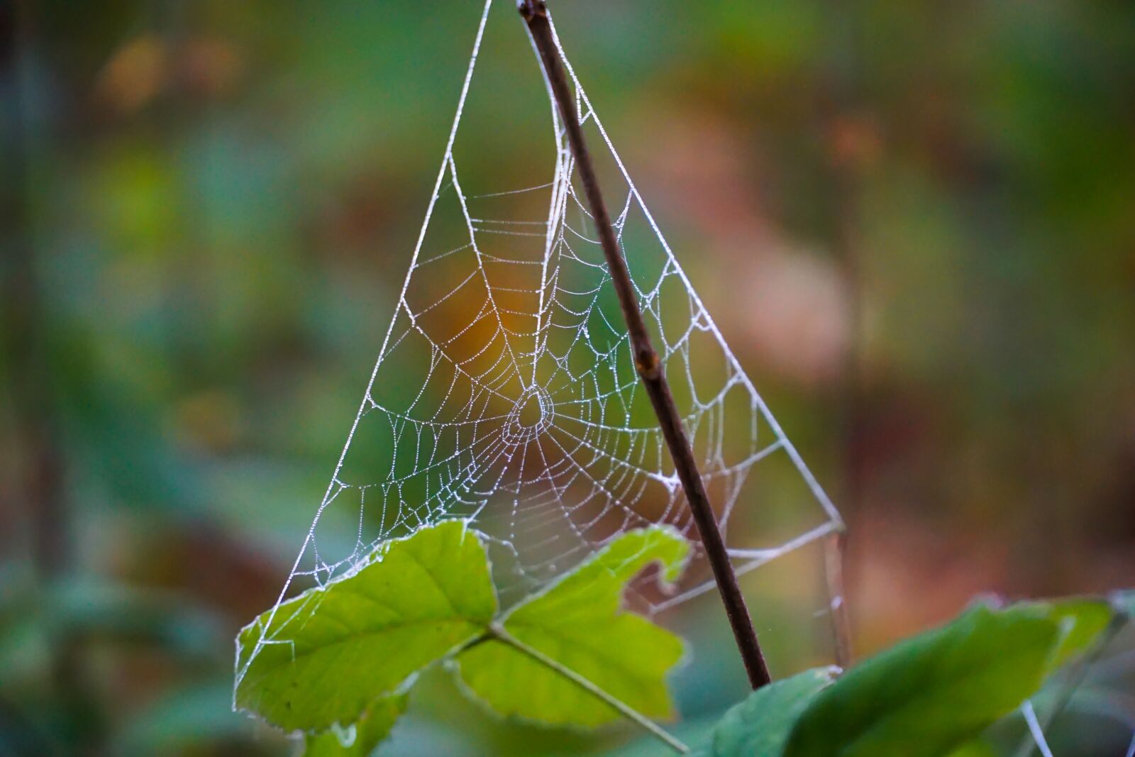 Sony a6000 + Sony E PZ 18-105mm F4 G OSS sample photo. Cobweb, dew, autumn photography