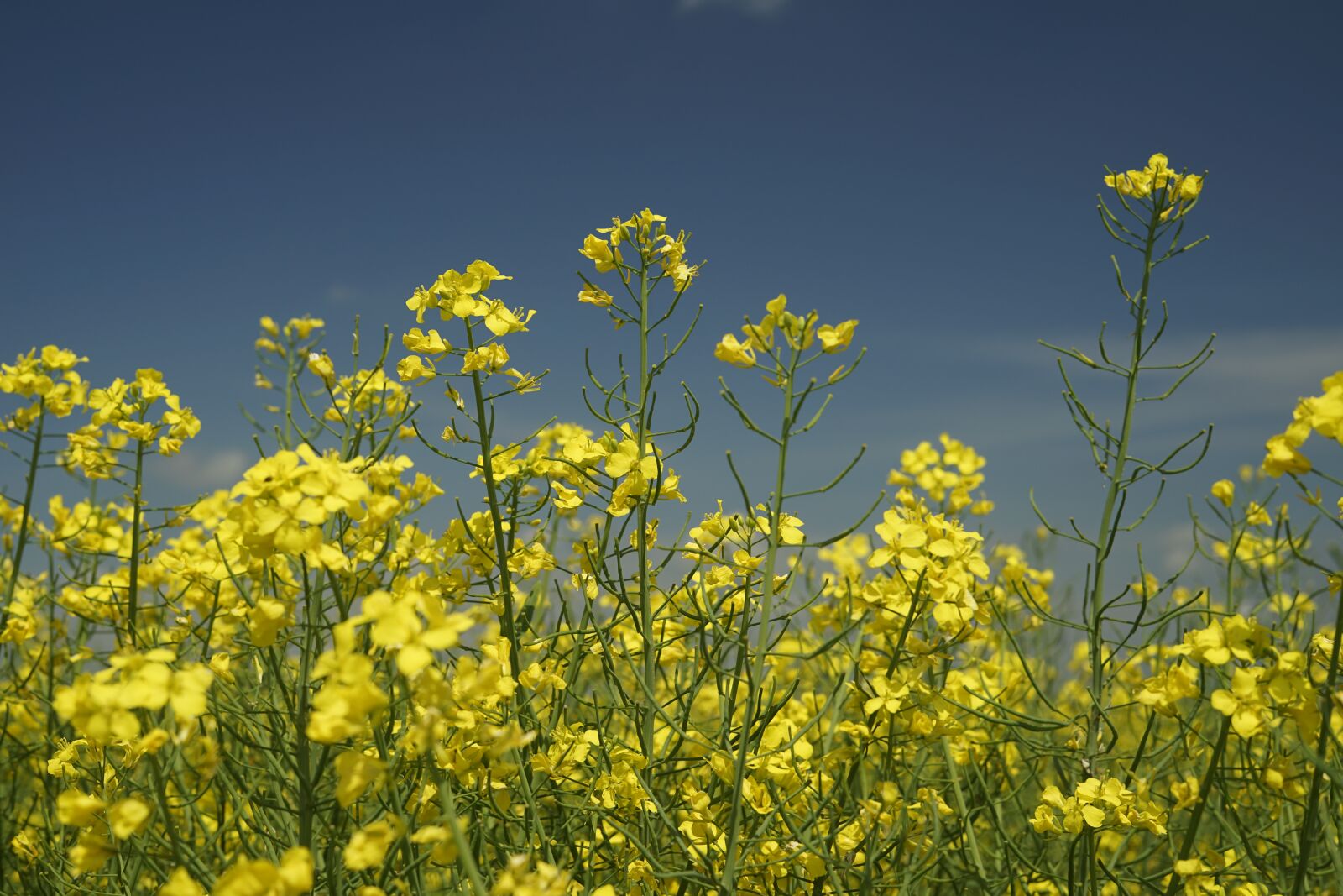 Sony a7 II + Sony FE 50mm F1.8 sample photo. Canola, may, farm photography