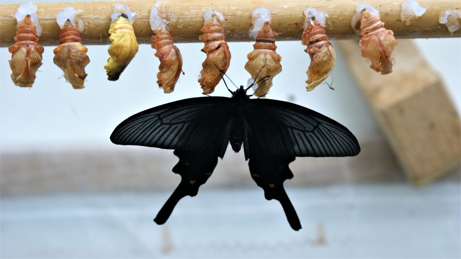 Sony Alpha DSLR-A350 sample photo. Butterfly, reveal, butterflies photography