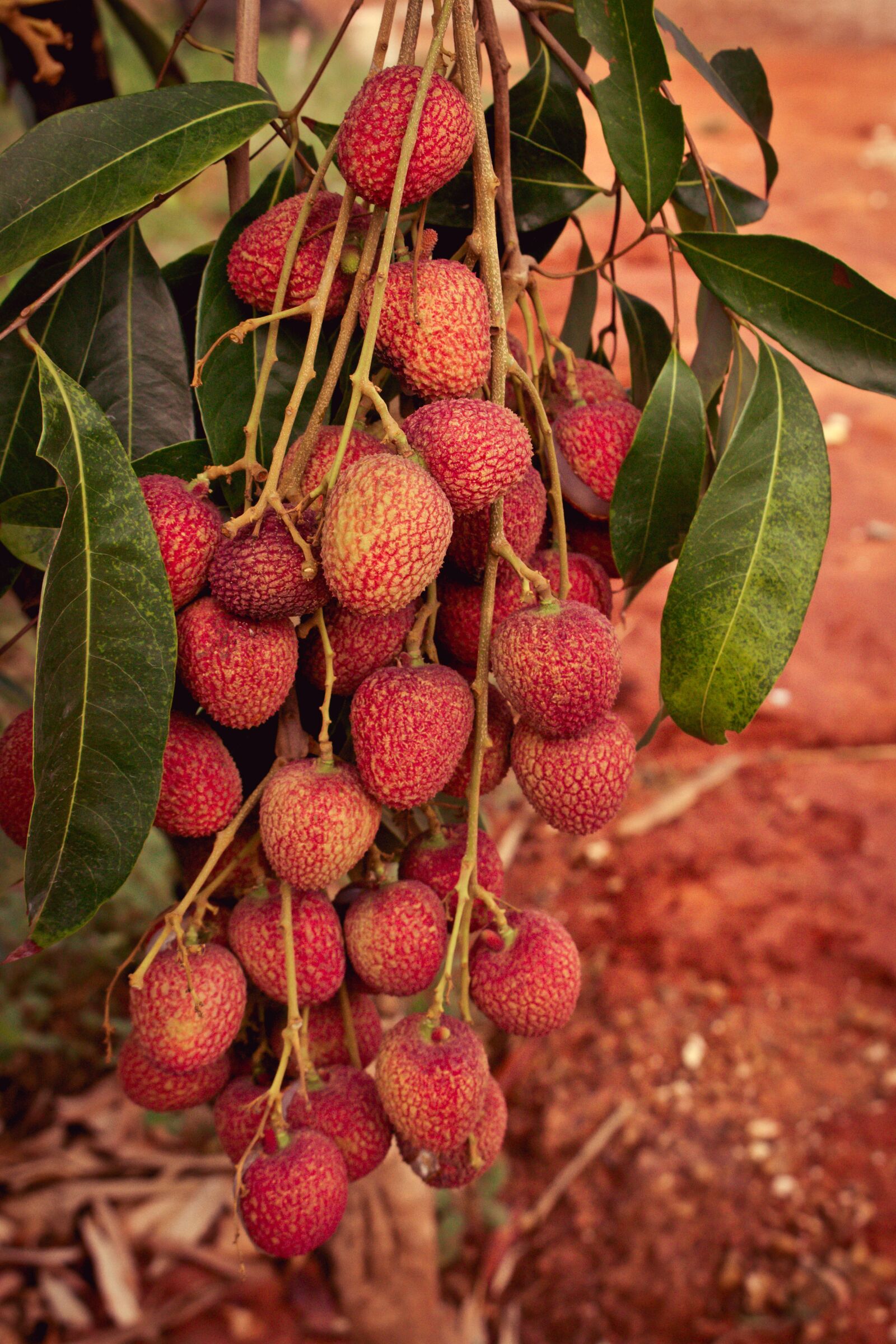 Canon EOS 700D (EOS Rebel T5i / EOS Kiss X7i) sample photo. Lychee, results, fruit photography