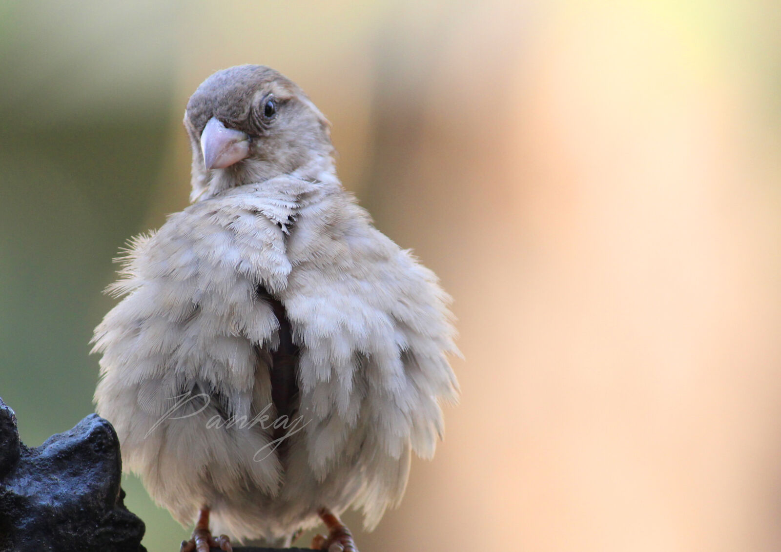 Canon EOS 700D (EOS Rebel T5i / EOS Kiss X7i) sample photo. Bird, nature photography