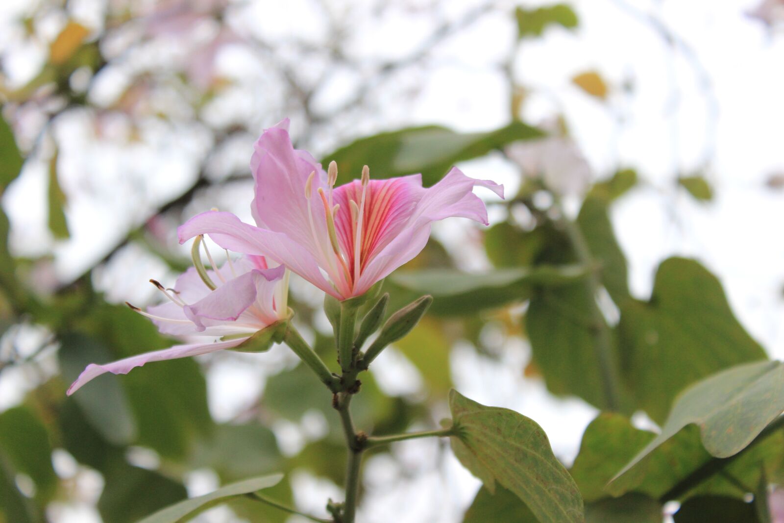 Canon EOS 600D (Rebel EOS T3i / EOS Kiss X5) sample photo. Flower, blossom, wild flower photography