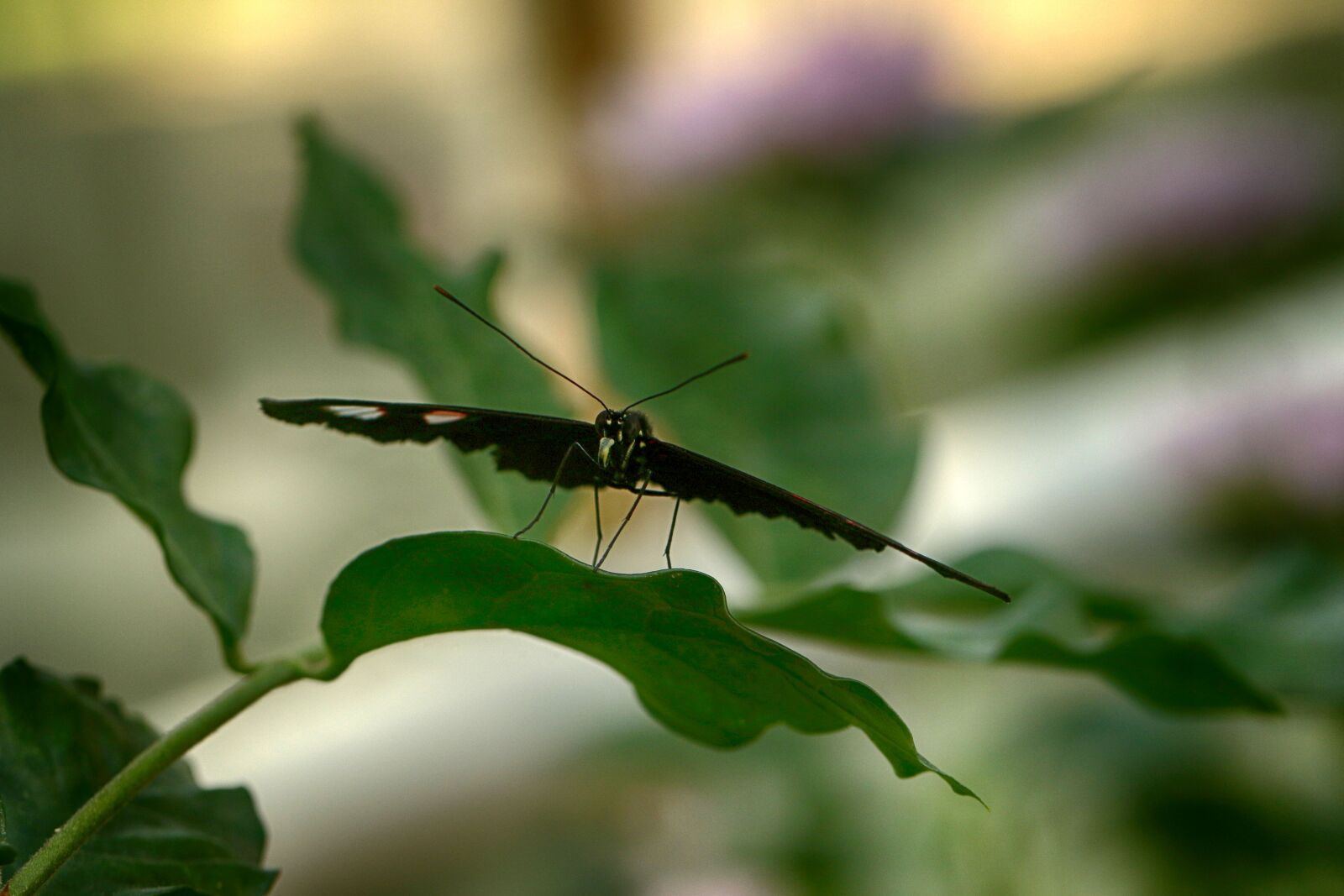 Canon EOS 7D Mark II sample photo. Butterfly, tropical, insect photography