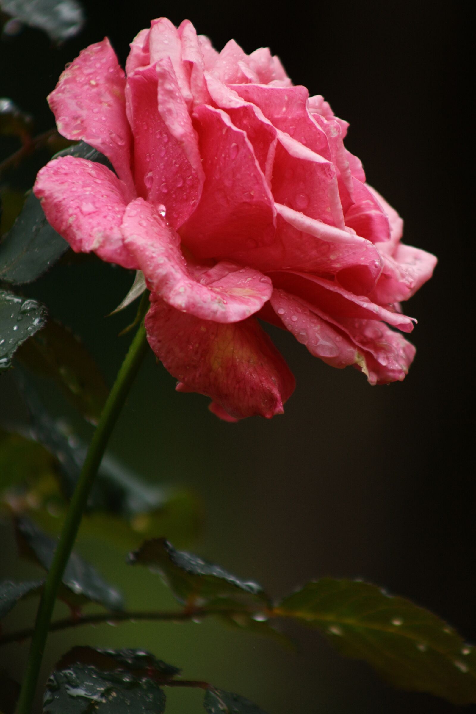 Canon EOS 400D (EOS Digital Rebel XTi / EOS Kiss Digital X) sample photo. Rose, pink, pink rose photography