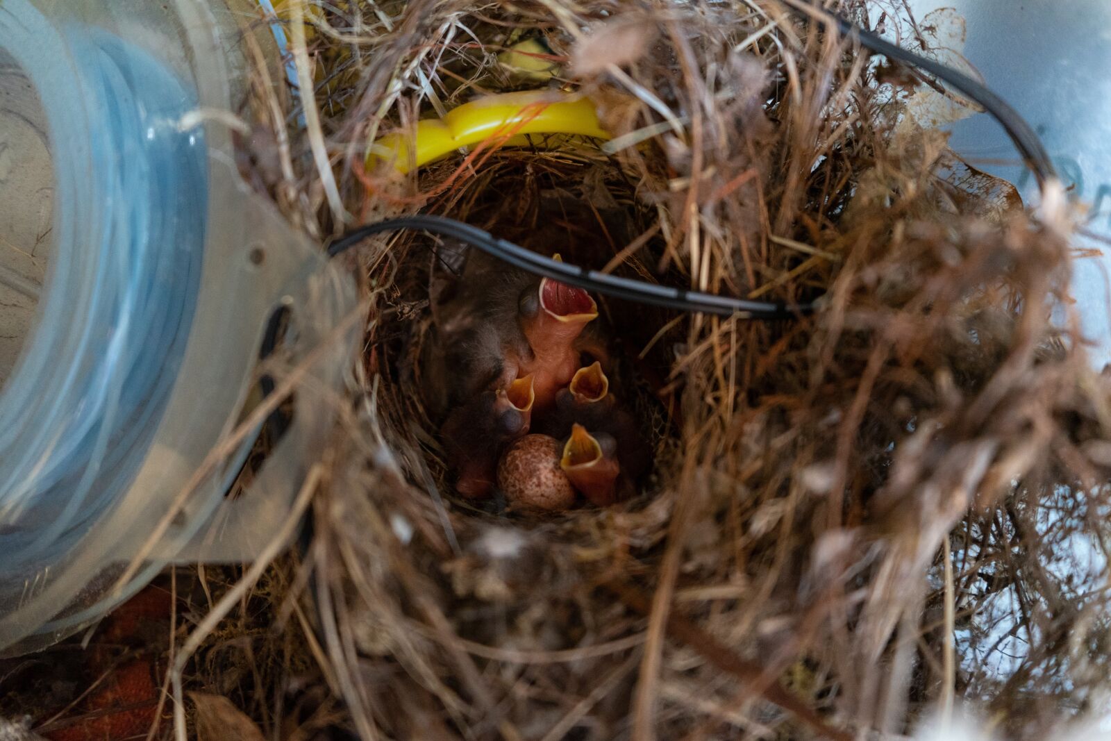 Sony a7 II sample photo. Baby, bird, nest photography