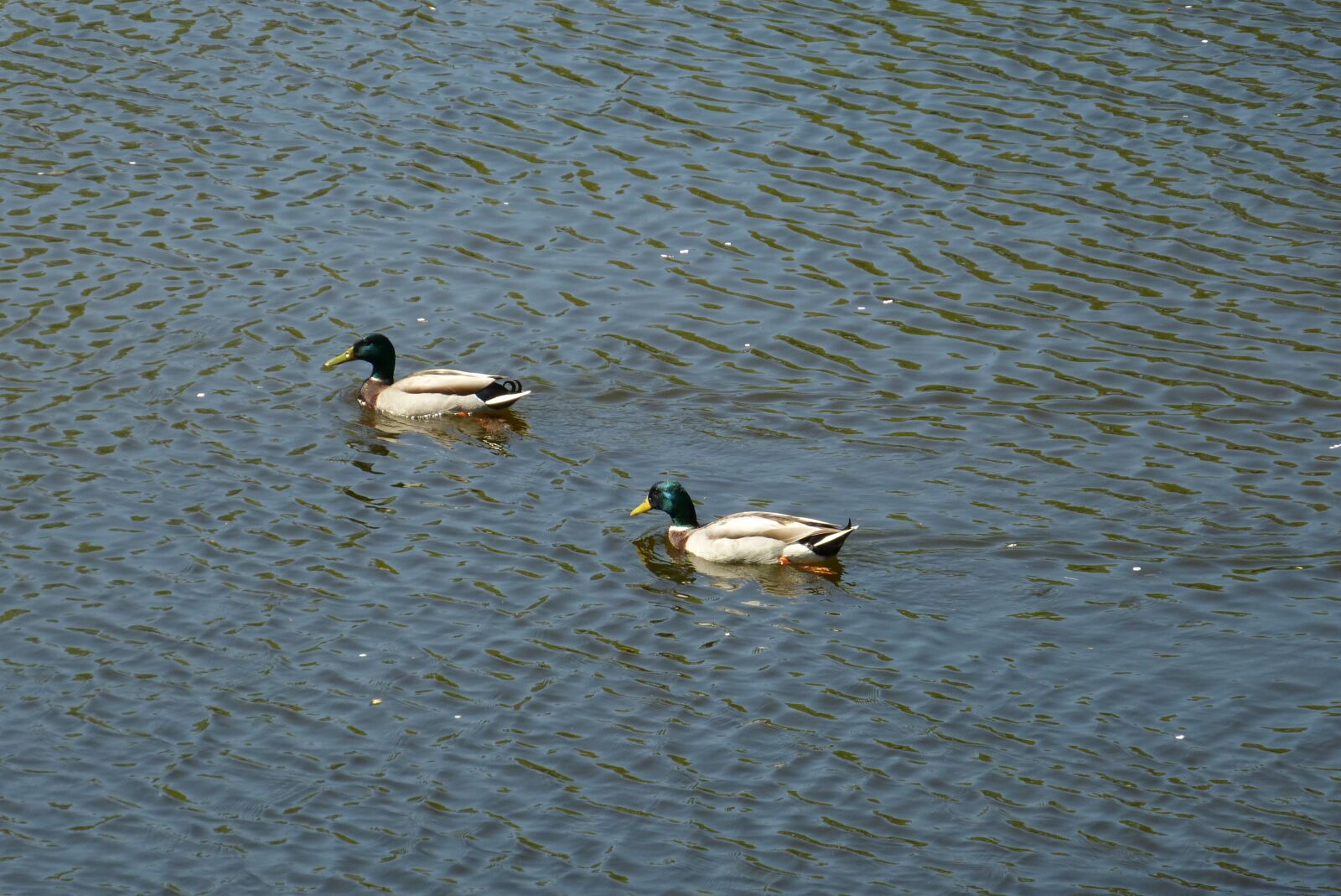 Panasonic Lumix DMC-FZ150 sample photo. Water, channel, ducks photography