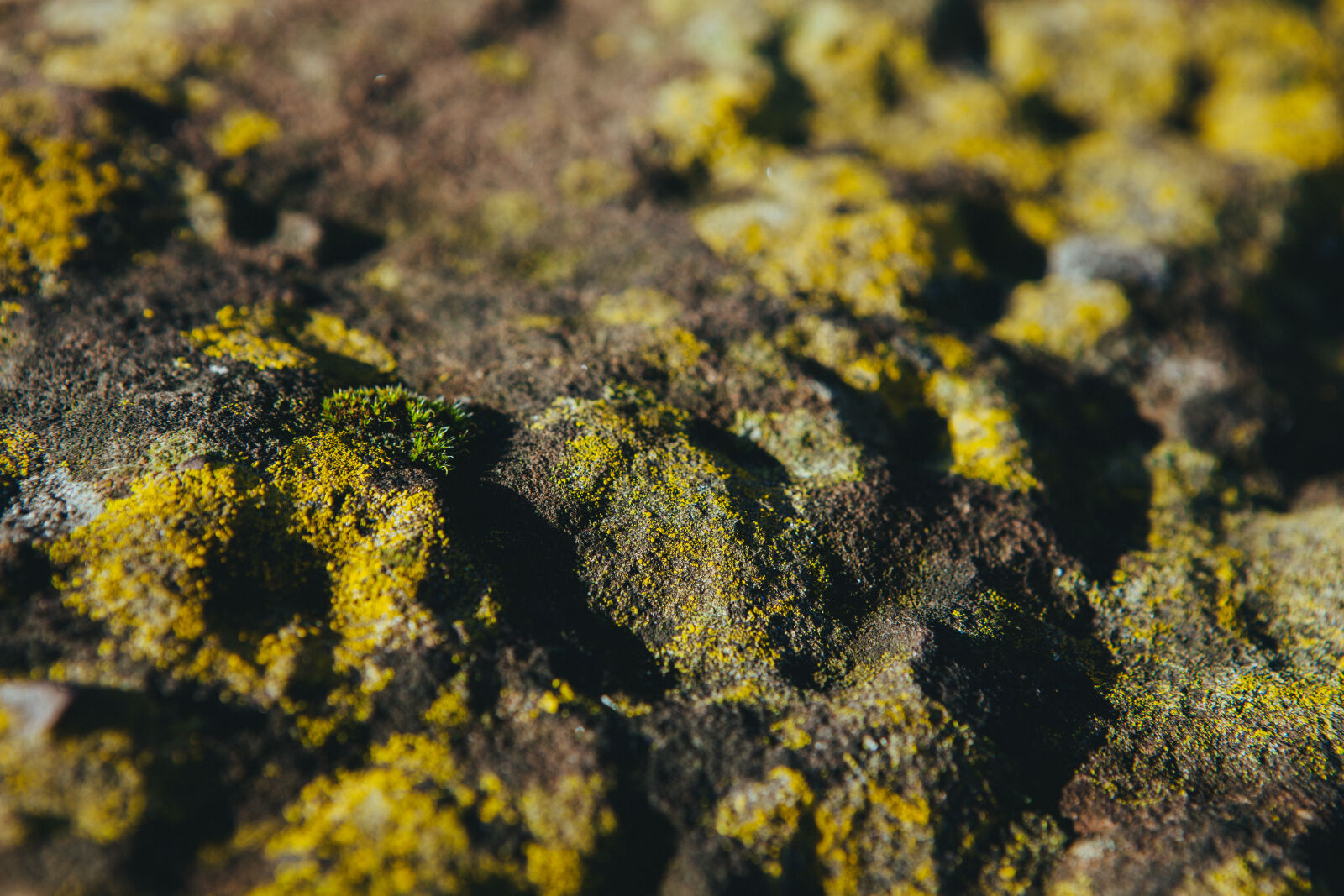Canon EF 24-70mm F2.8L USM sample photo. Slippery, moss, stones, slippy photography