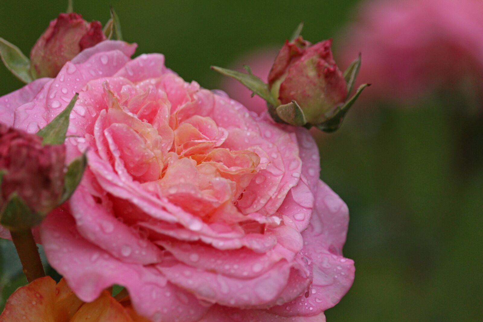Canon EOS 700D (EOS Rebel T5i / EOS Kiss X7i) + Canon EF-S 55-250mm F4-5.6 IS STM sample photo. Rose, raindrop, blossom photography