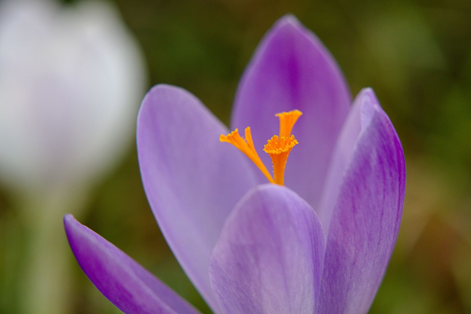 Canon EOS M5 sample photo. Crocus, spring, yellow photography