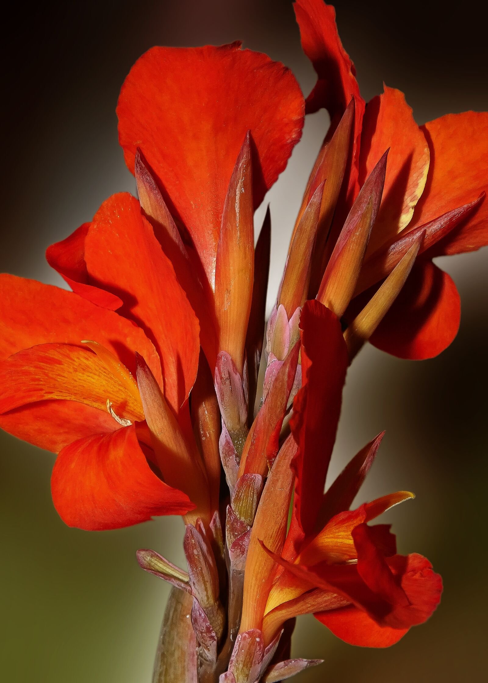 Canon EF 24-105mm F4L IS USM sample photo. Canna, flower, blossom photography
