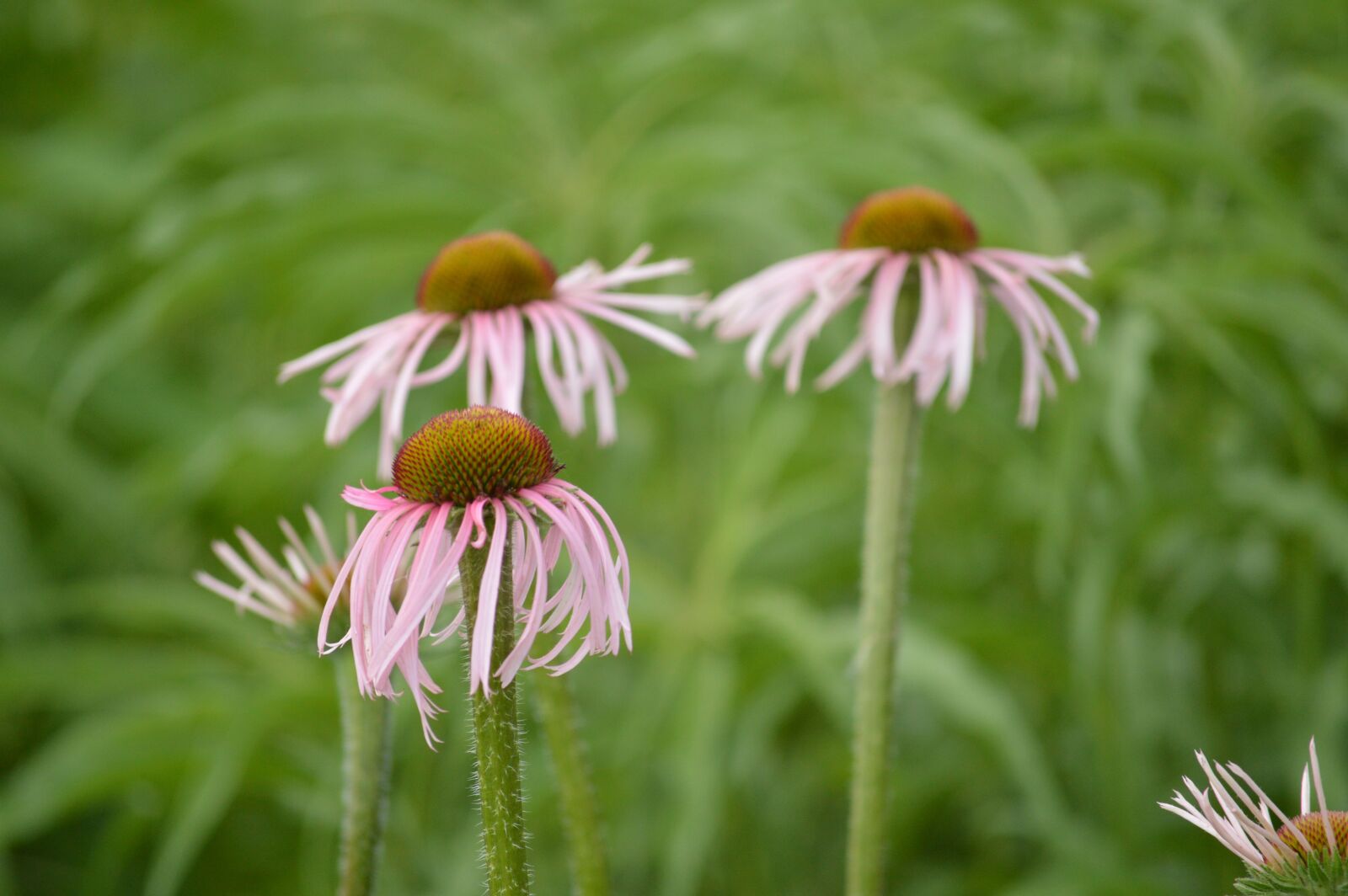 Nikon D3200 sample photo. Flowers, grass, nature photography