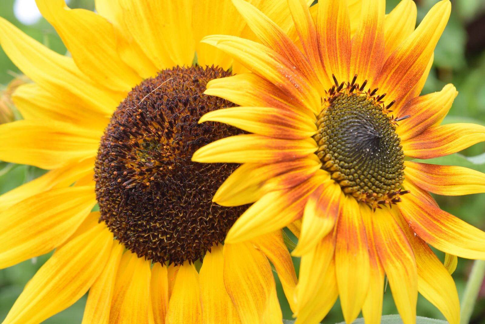 Nikon D3300 sample photo. Sunflower, flowers, summer photography
