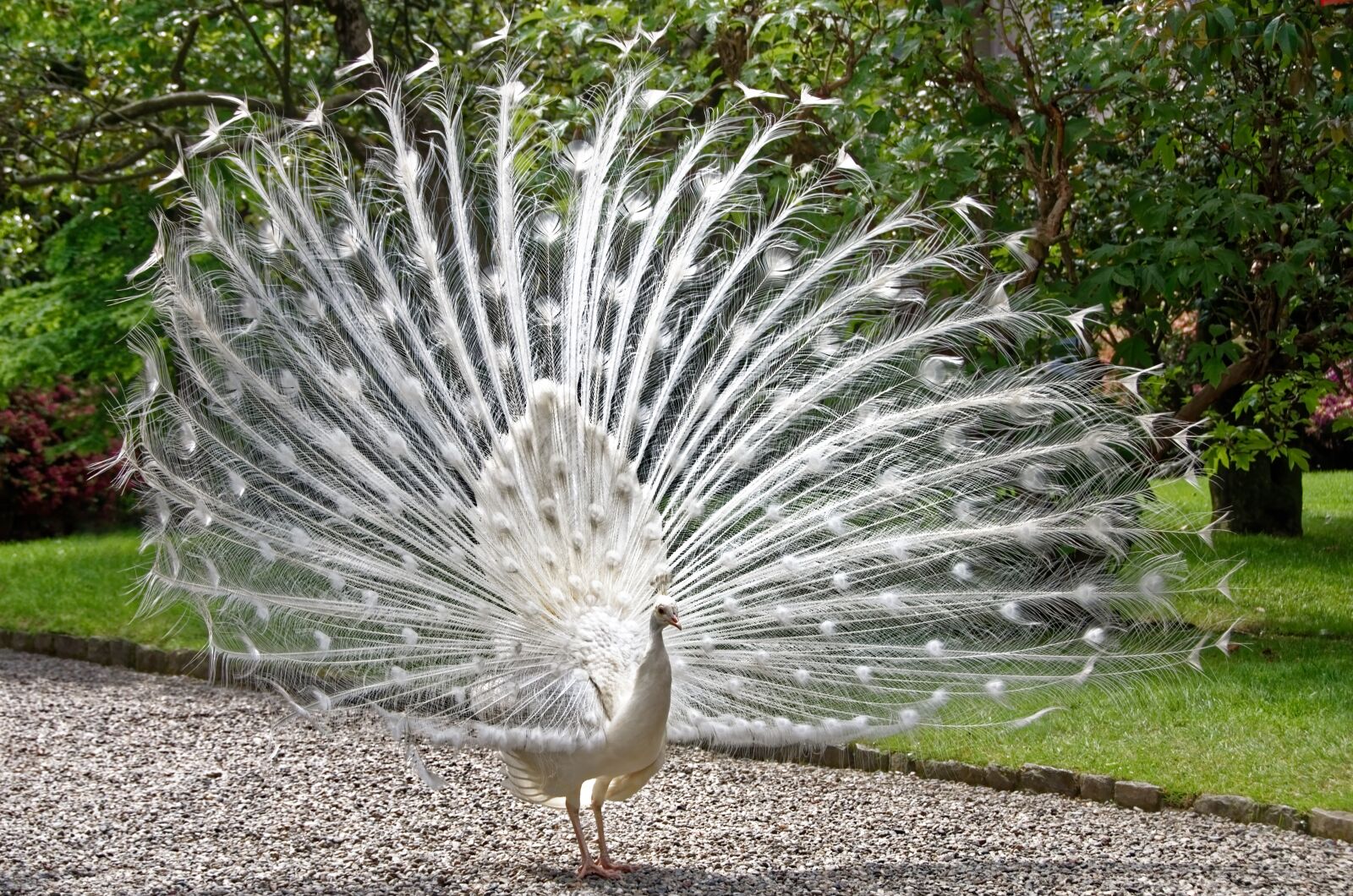 Nikon D7000 sample photo. Peacock, white peacock, plumage photography