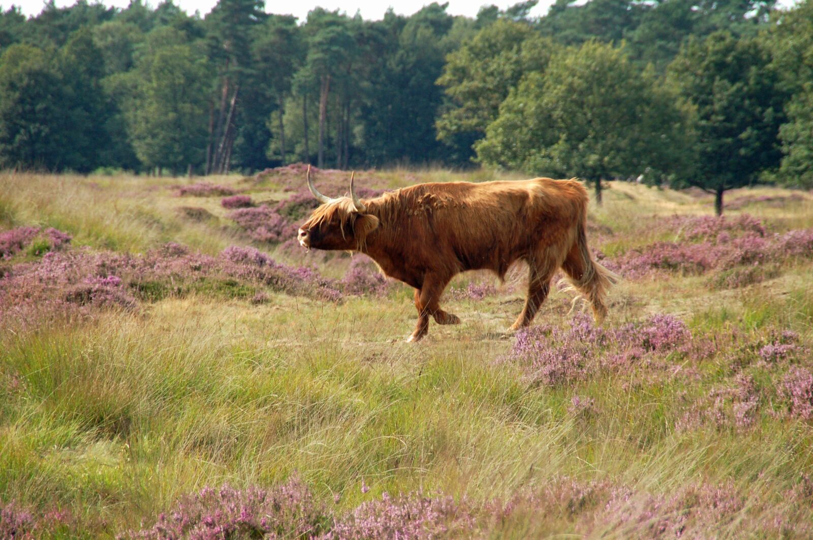 Nikon D50 sample photo. Meadows, mammals, beef photography
