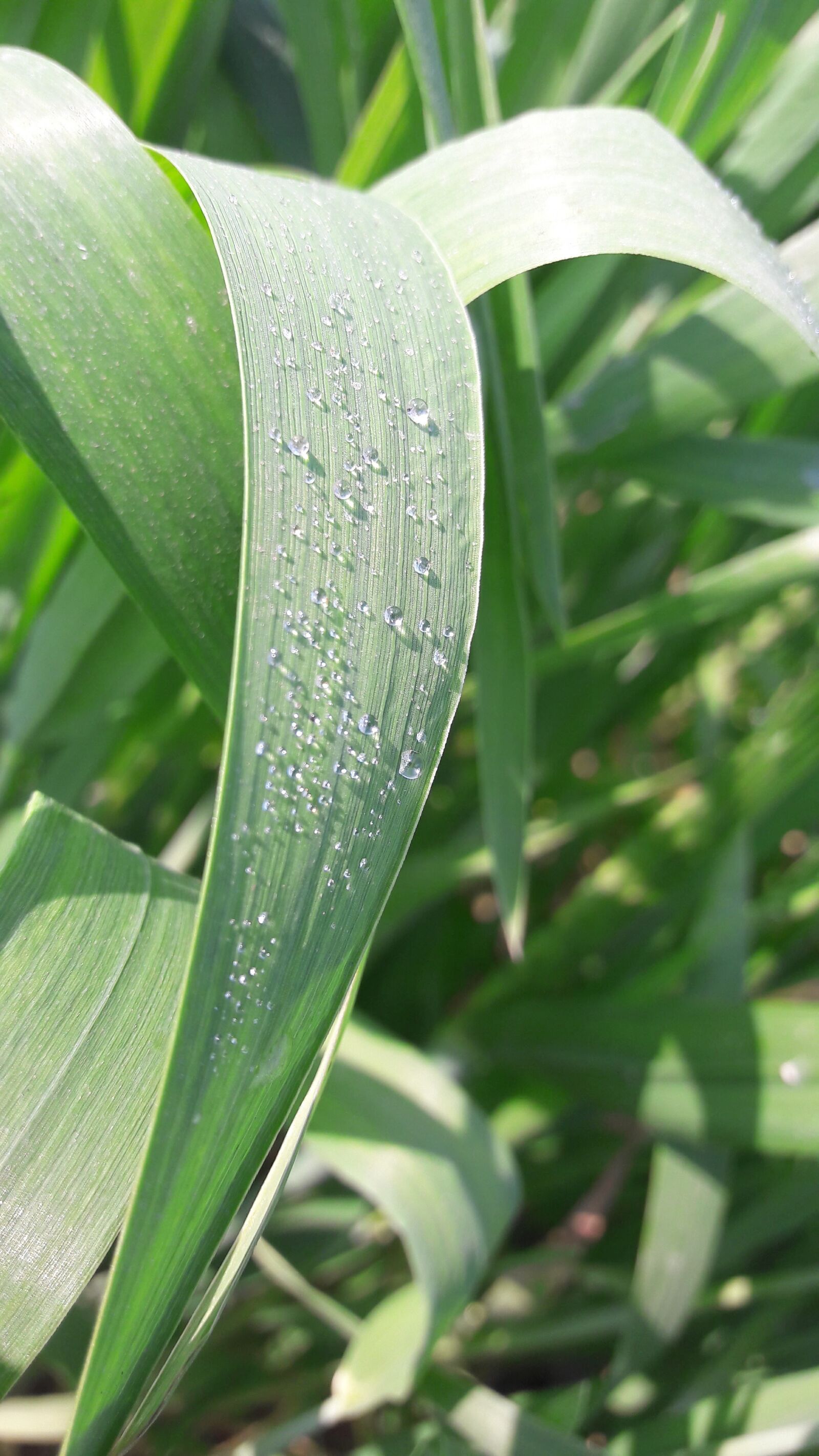 Samsung Galaxy A5(2016) sample photo. Dew, green, leafs photography