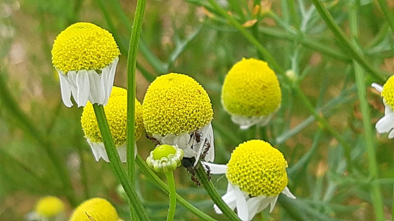 Samsung Galaxy A8(2018) sample photo. Yellow flowers, flowers, nature photography
