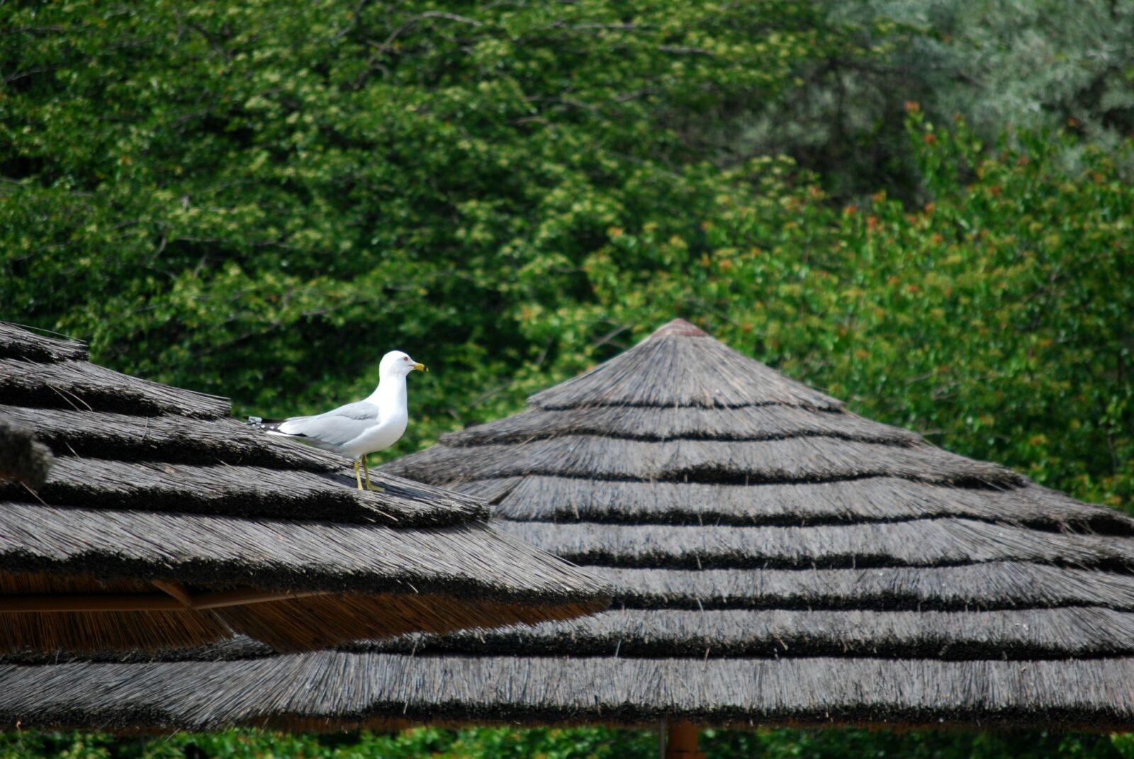 Nikon D40X sample photo. Gull, alone, thatched roof photography