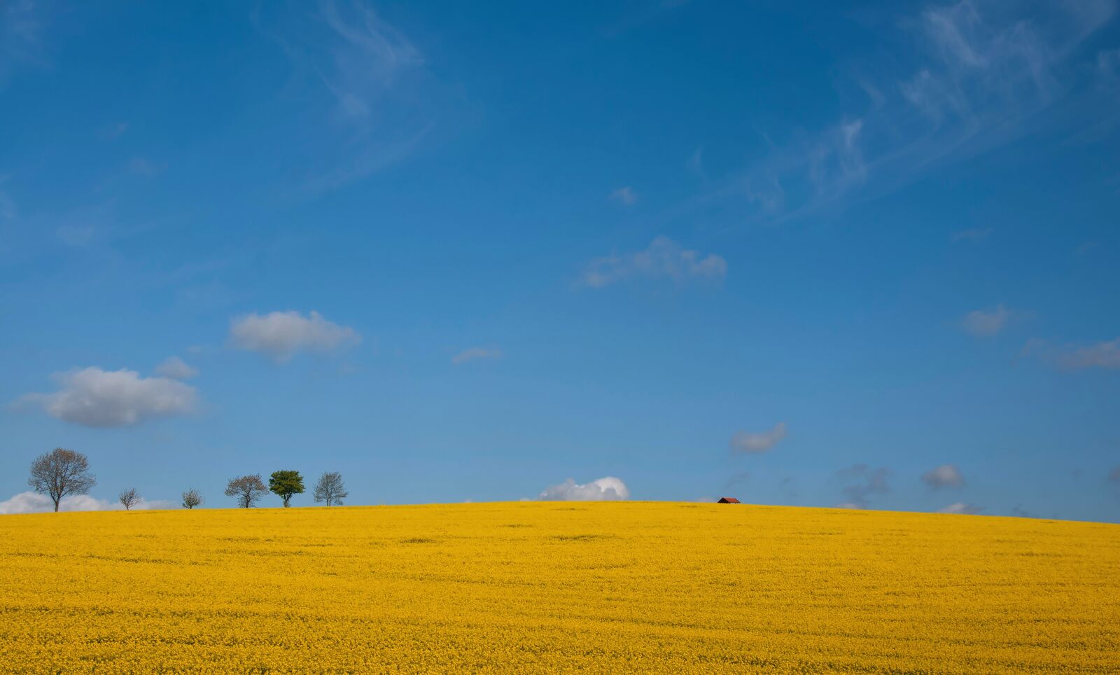 Nikon D300S sample photo. Spring, blue rape, landscape photography