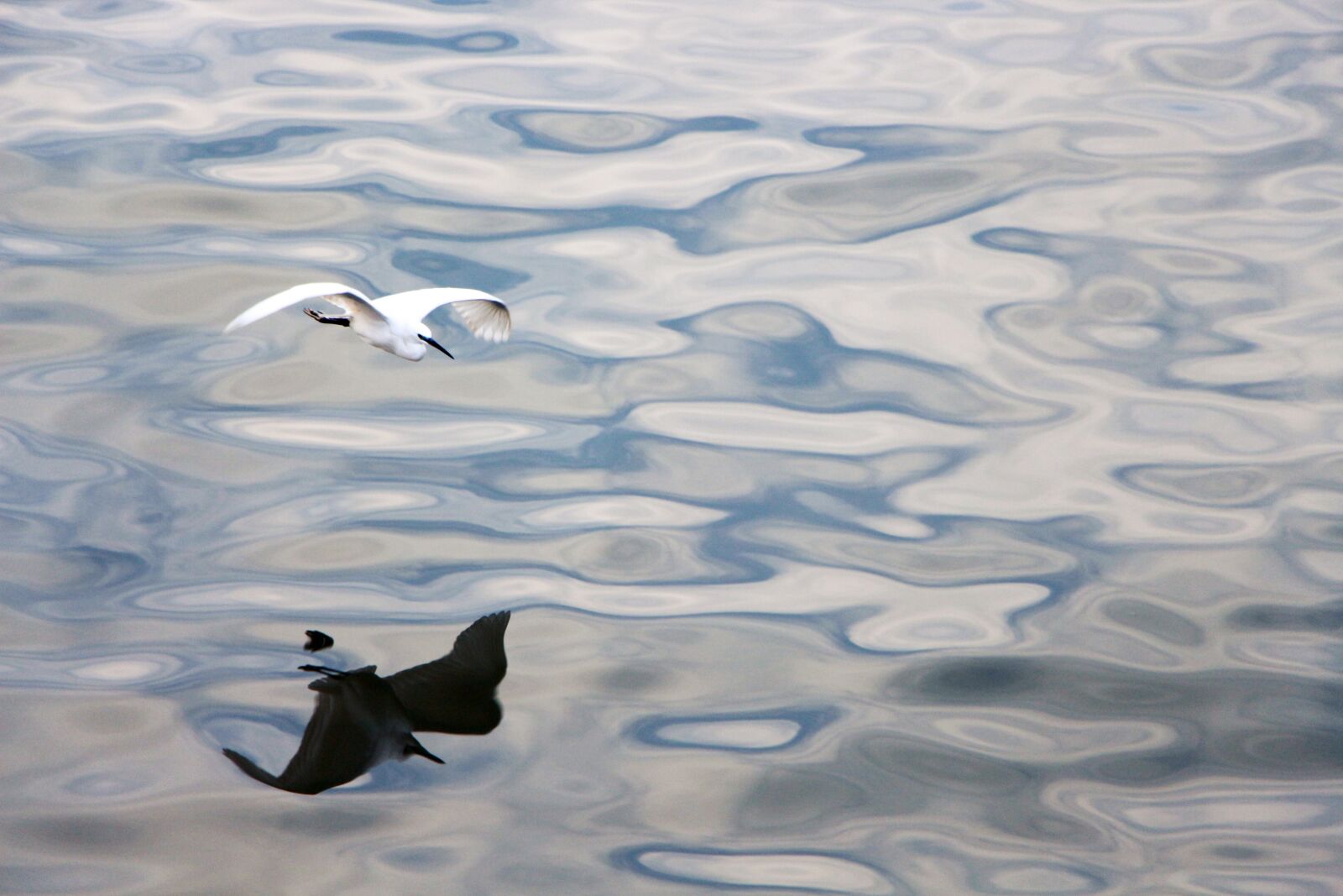 Canon EOS 700D (EOS Rebel T5i / EOS Kiss X7i) sample photo. Bird, flight, reflection photography