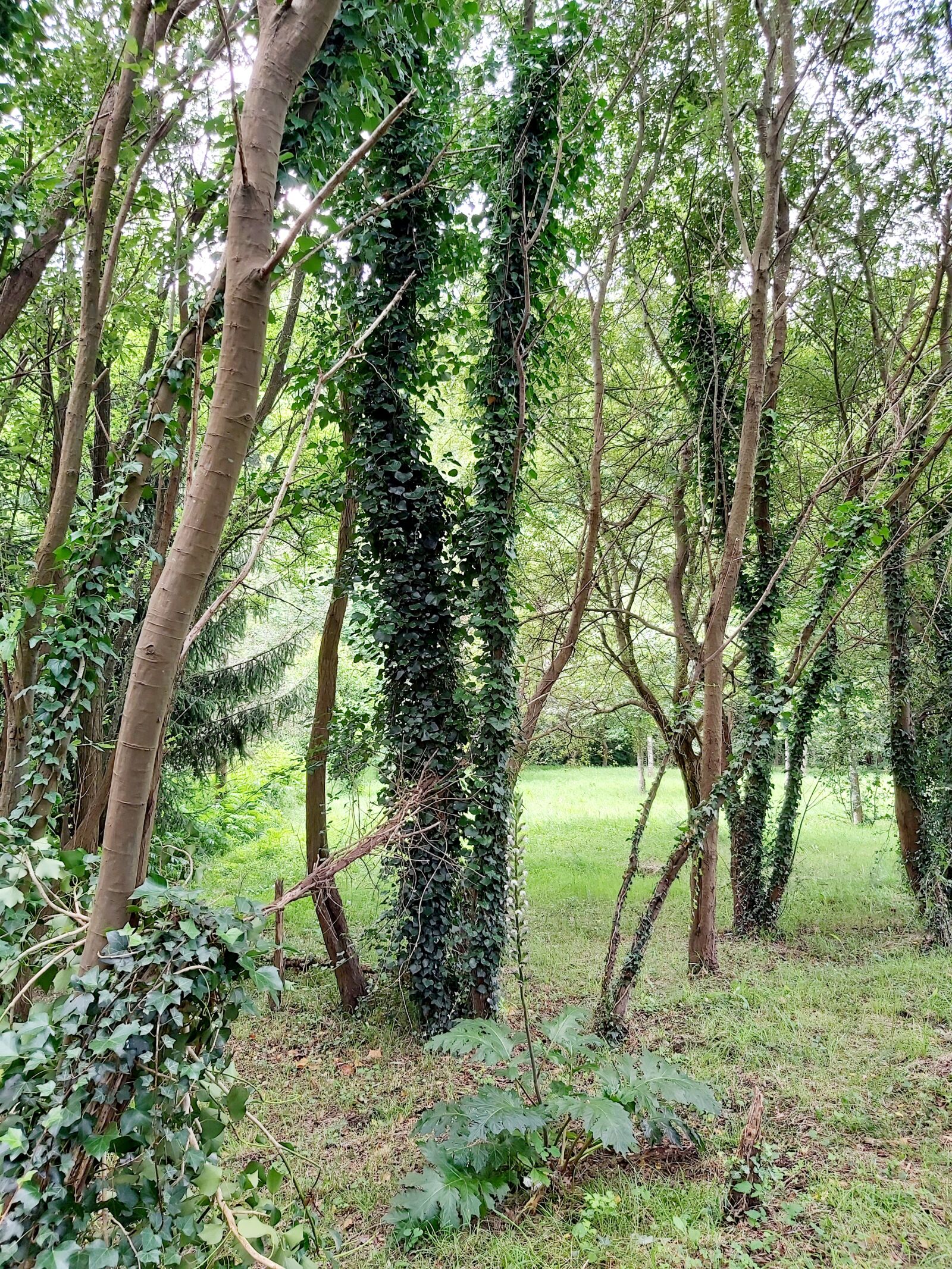 Samsung Galaxy A70 sample photo. Nature, ecology, meditation photography